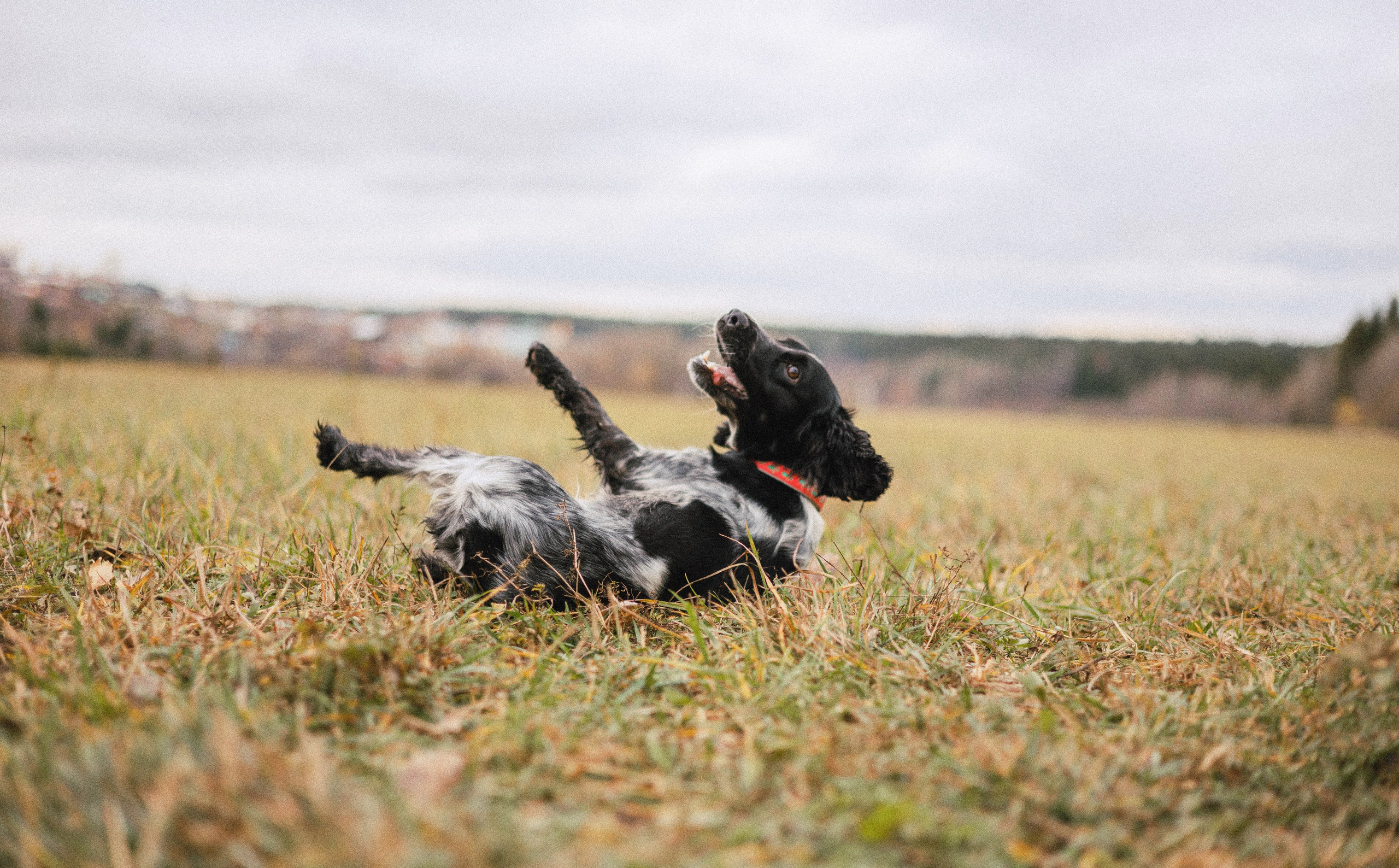 Вика и Ава. Фотограф-анималист Богданова Полина