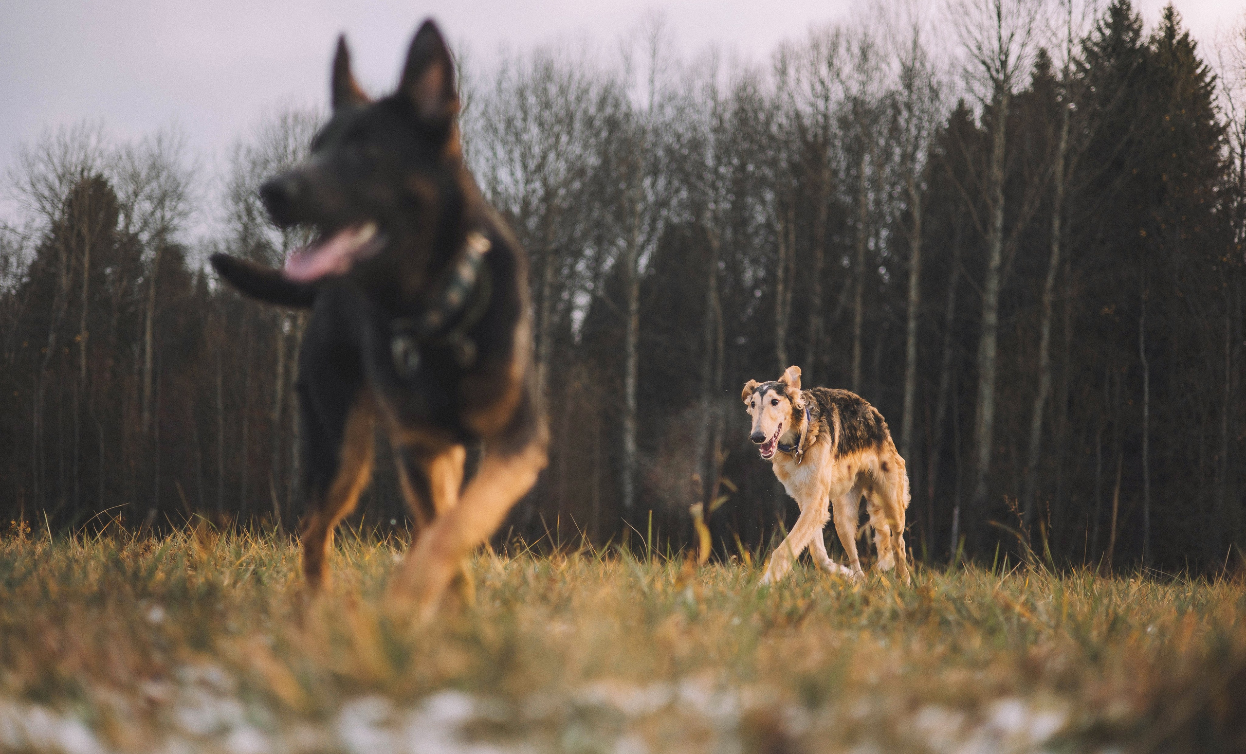 Алена, Леви и Микаса. Фотограф-анималист Богданова Полина