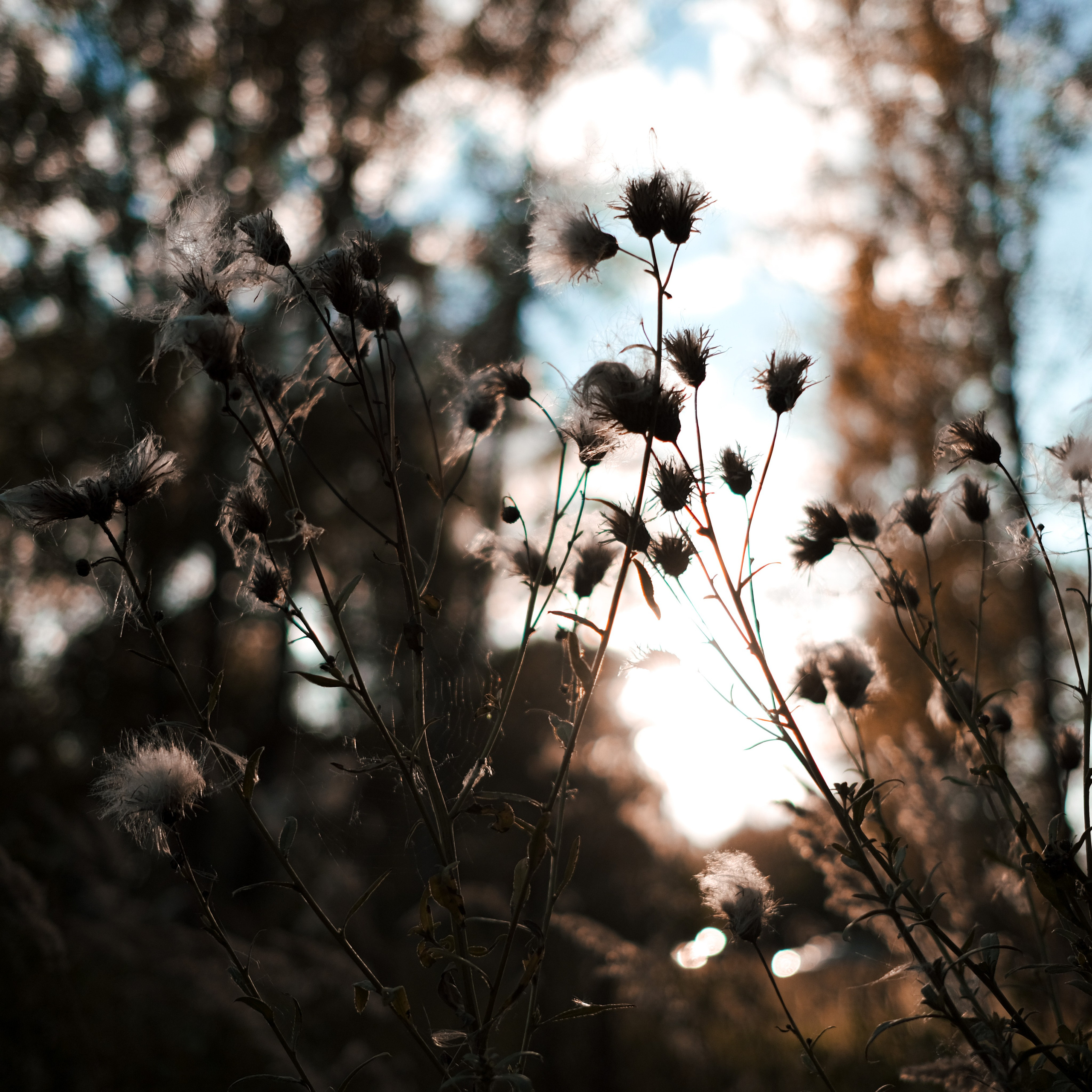 Эко-фестиваль АртЛуга 2022. LIYALEE PHOTO