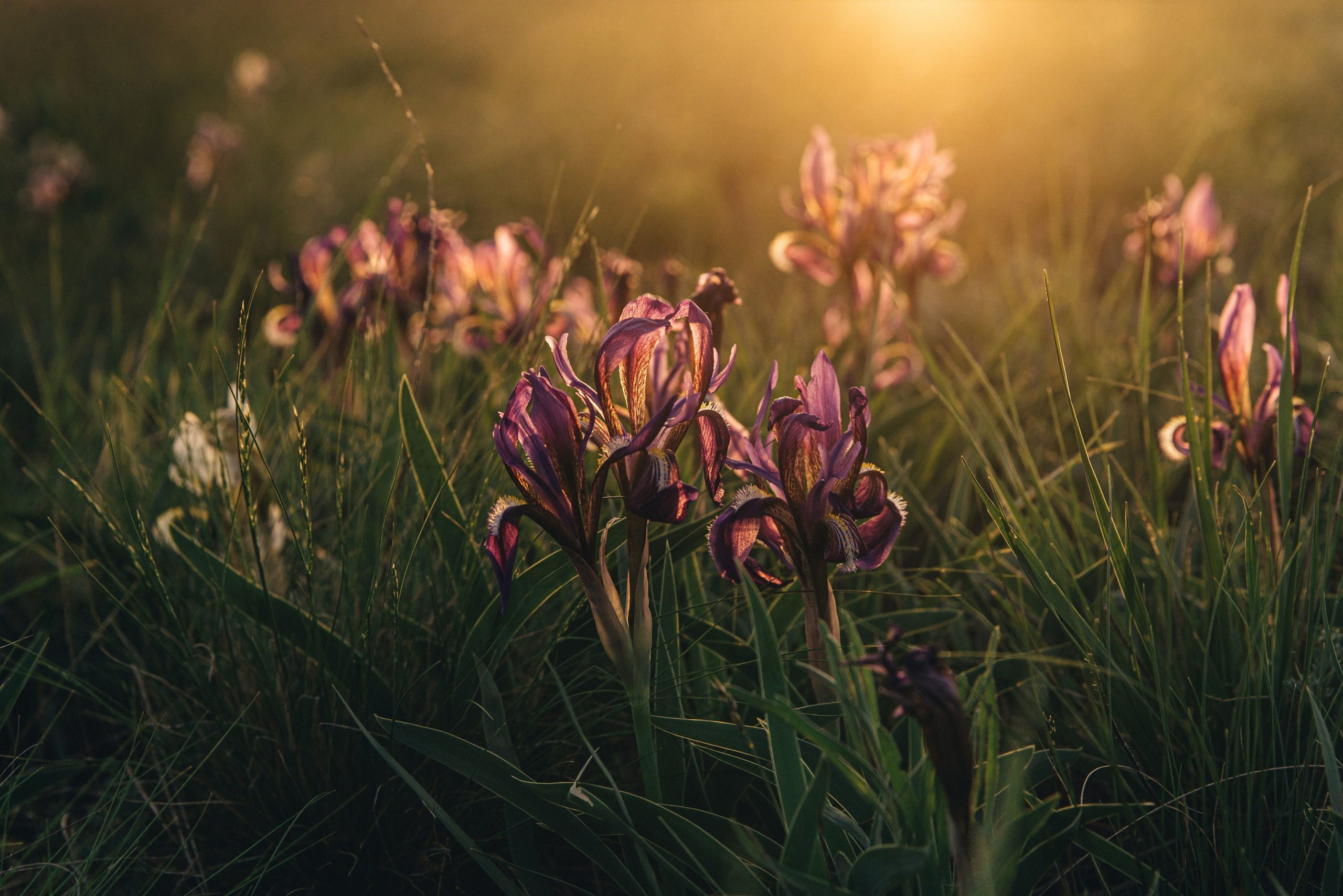 Заповедник «Оренбургский», предуральская степь.