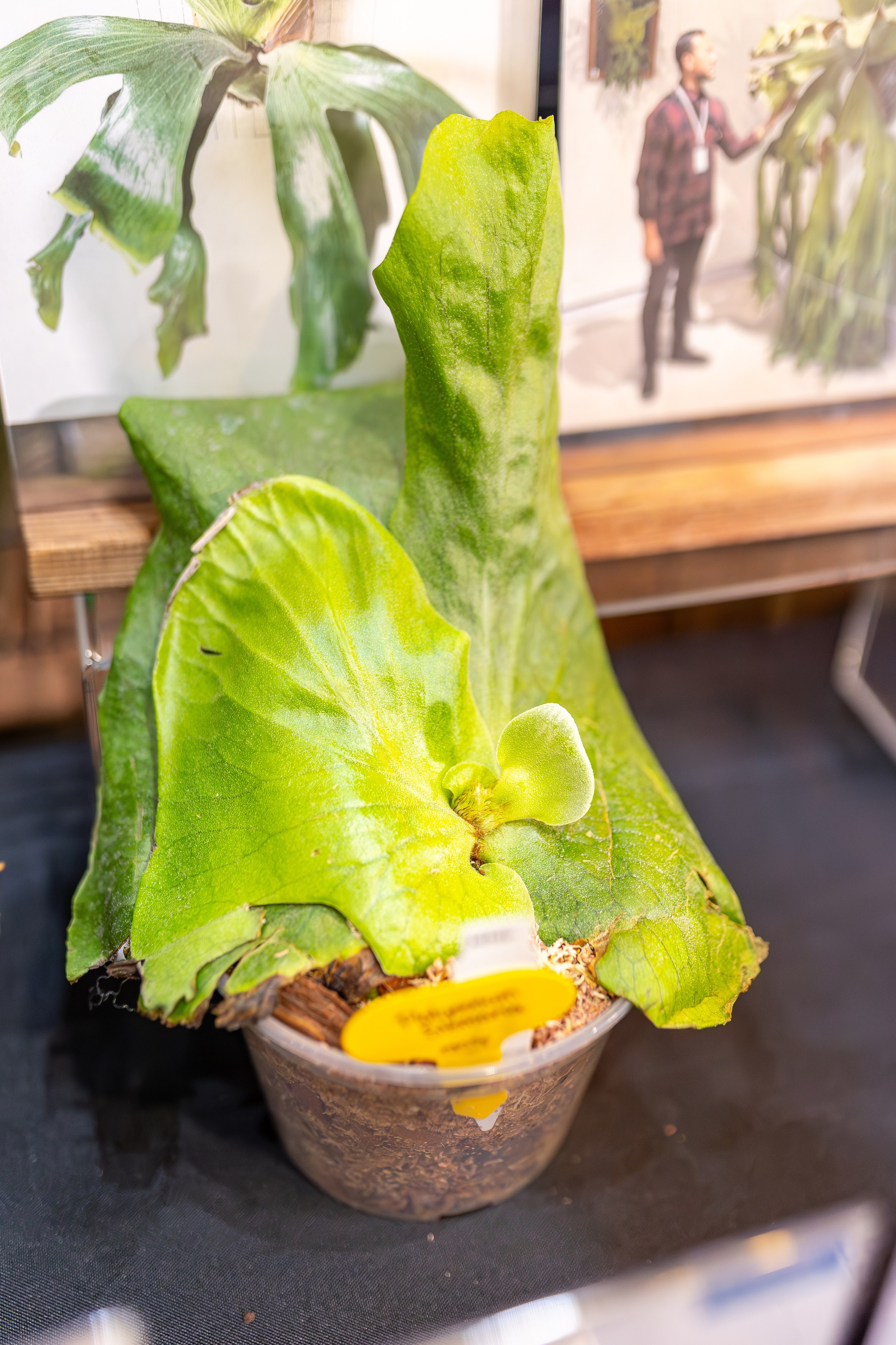 Монстериум апрель 2026. Александра Куликова фотограф, Москва