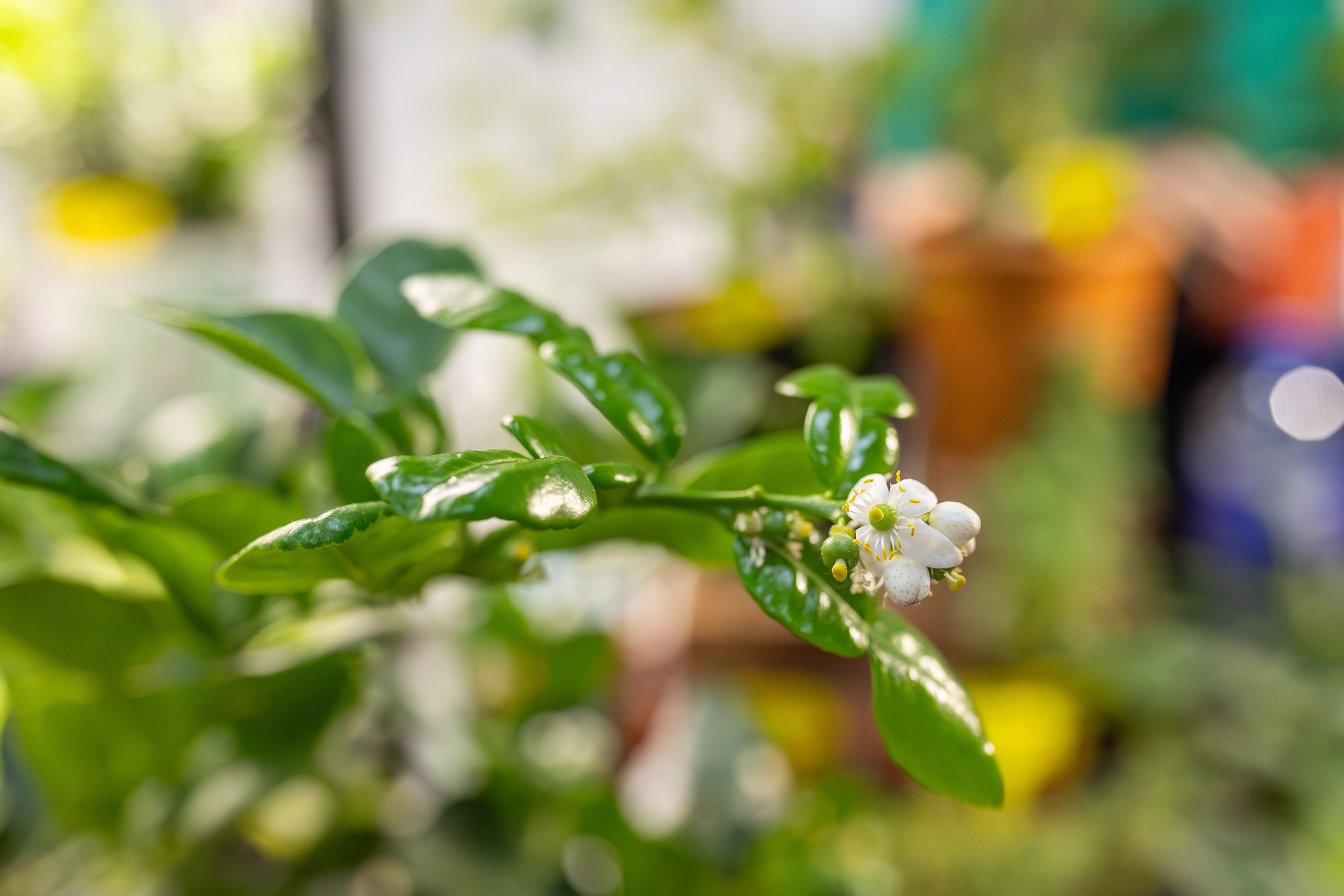Монстериум апрель 2026. Александра Куликова фотограф, Москва