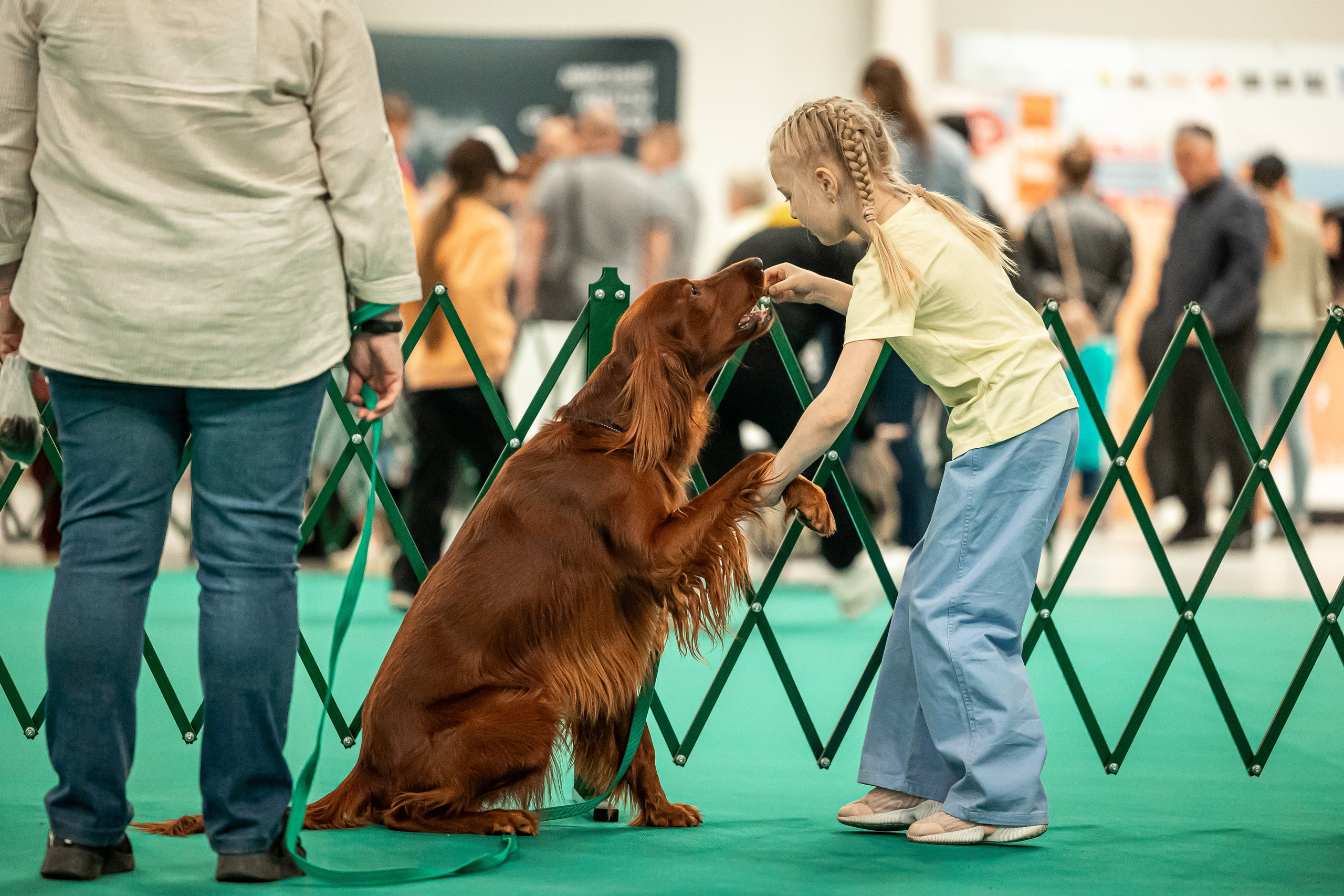 Выставка сеттеров 19.05.24