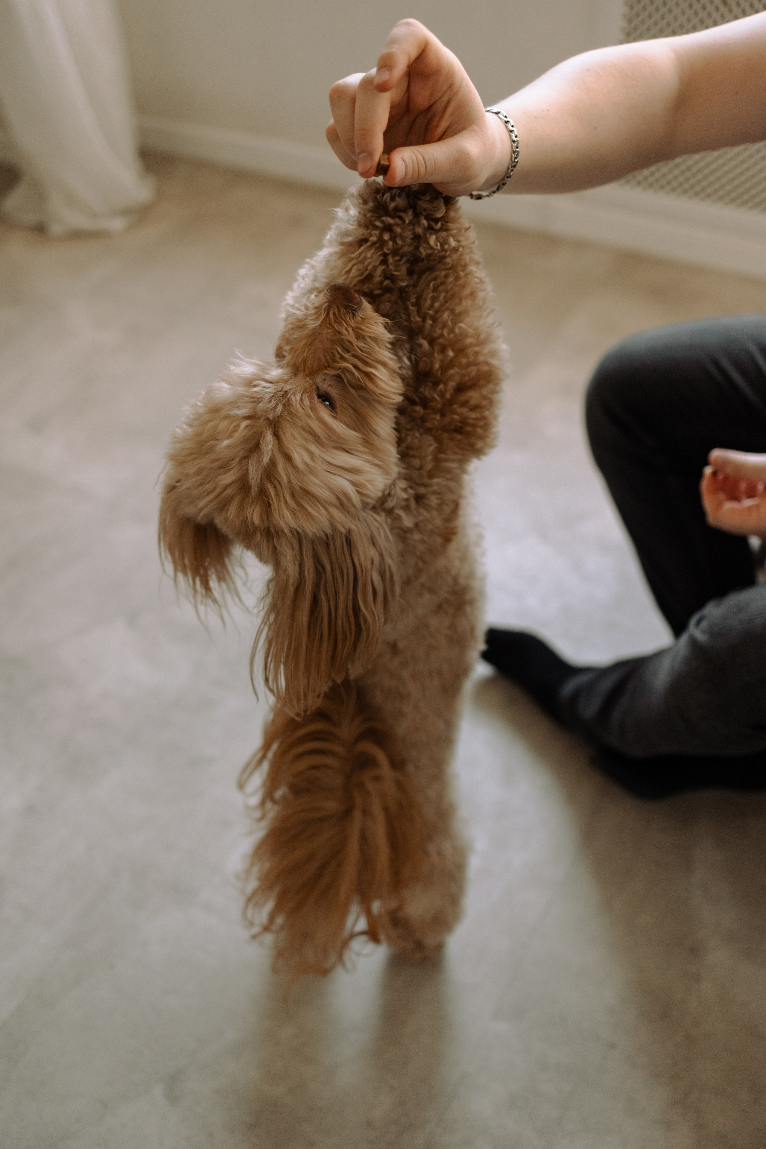 Шкипер и его семья. Фотограф — Анималист | Санкт-Петербург