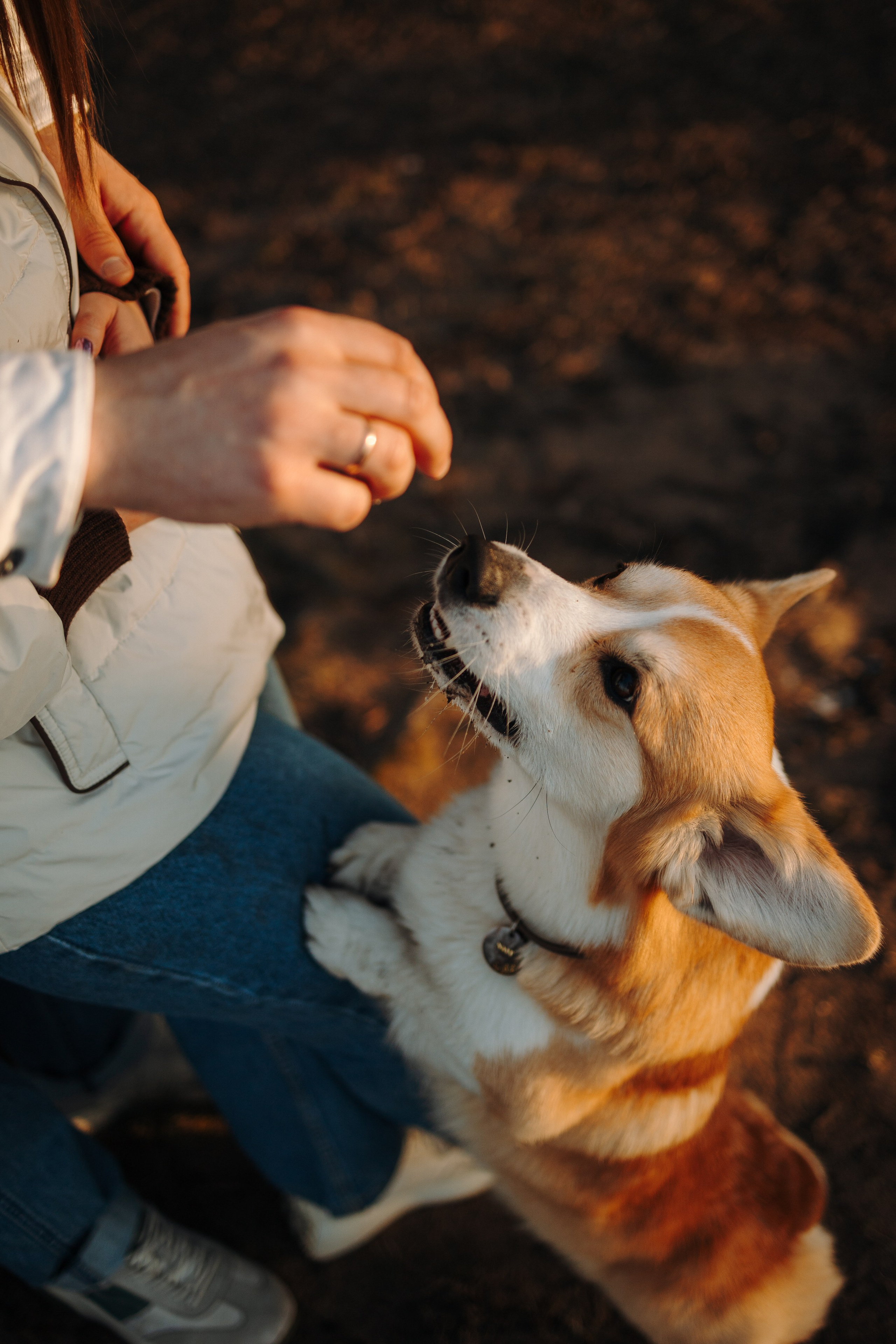 Найт и его семья. Фотограф — Анималист | Санкт-Петербург