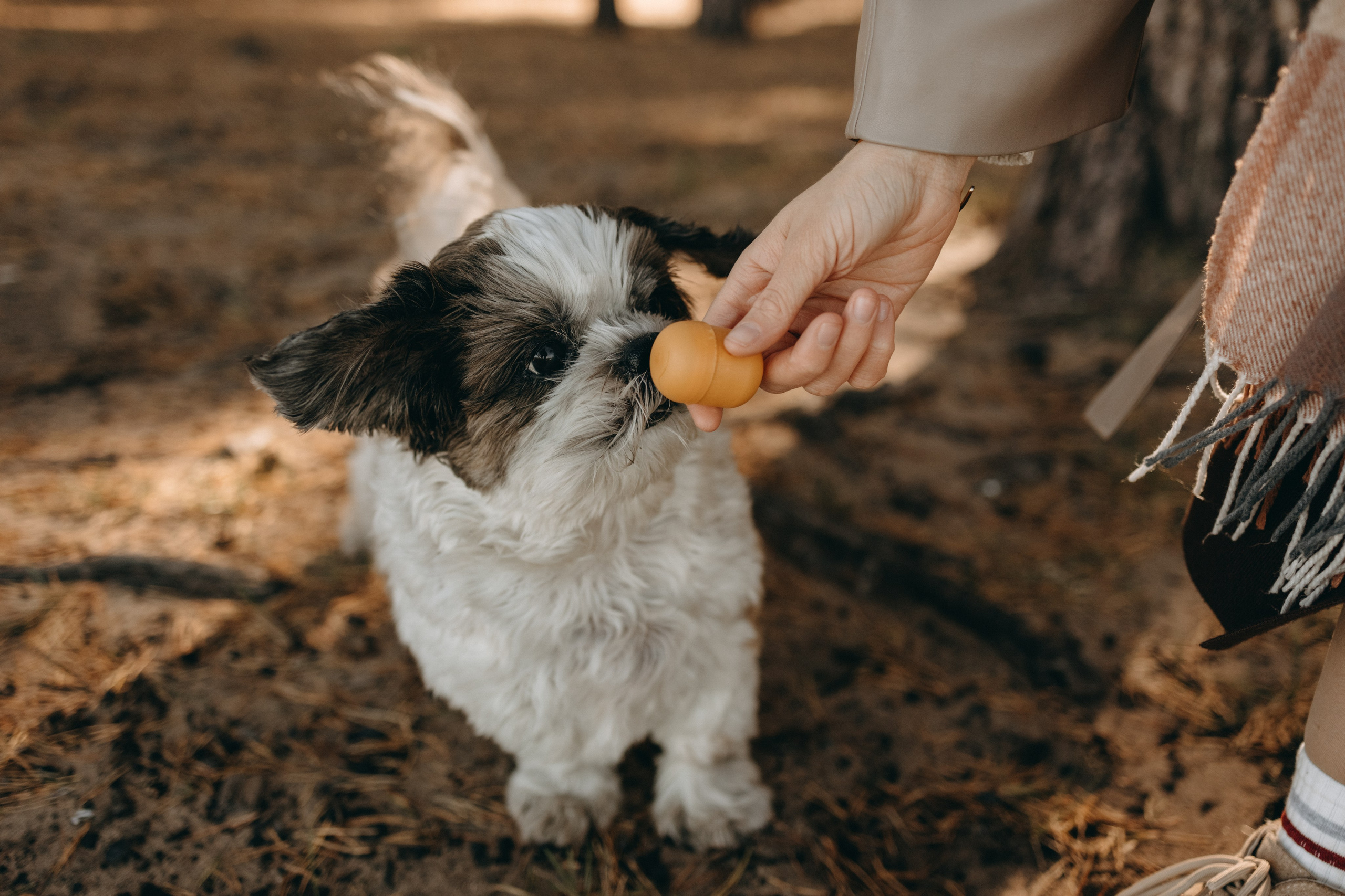 Настя и Франт. Фотограф — Анималист | Санкт-Петербург