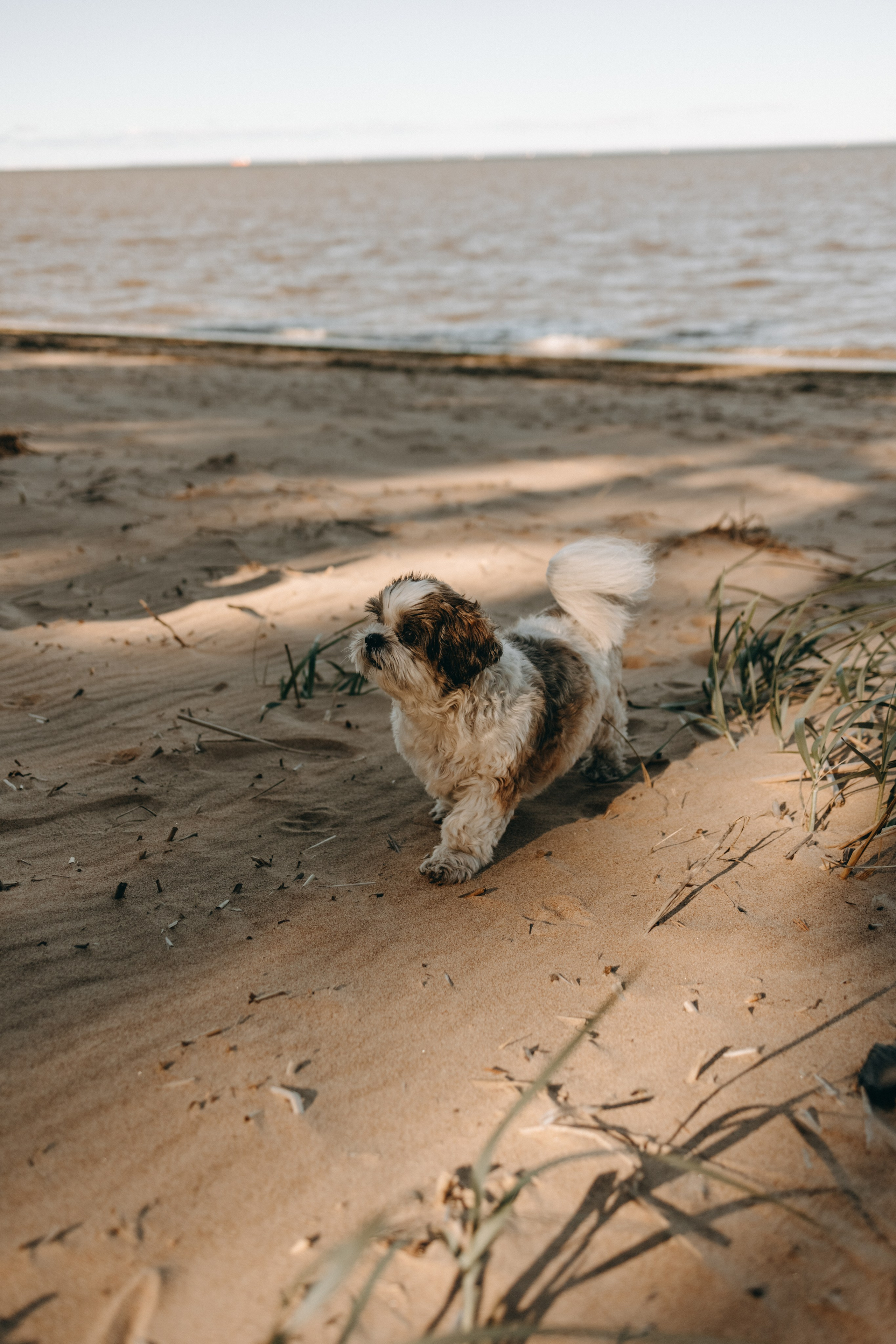 Настя и Франт. Фотограф — Анималист | Санкт-Петербург