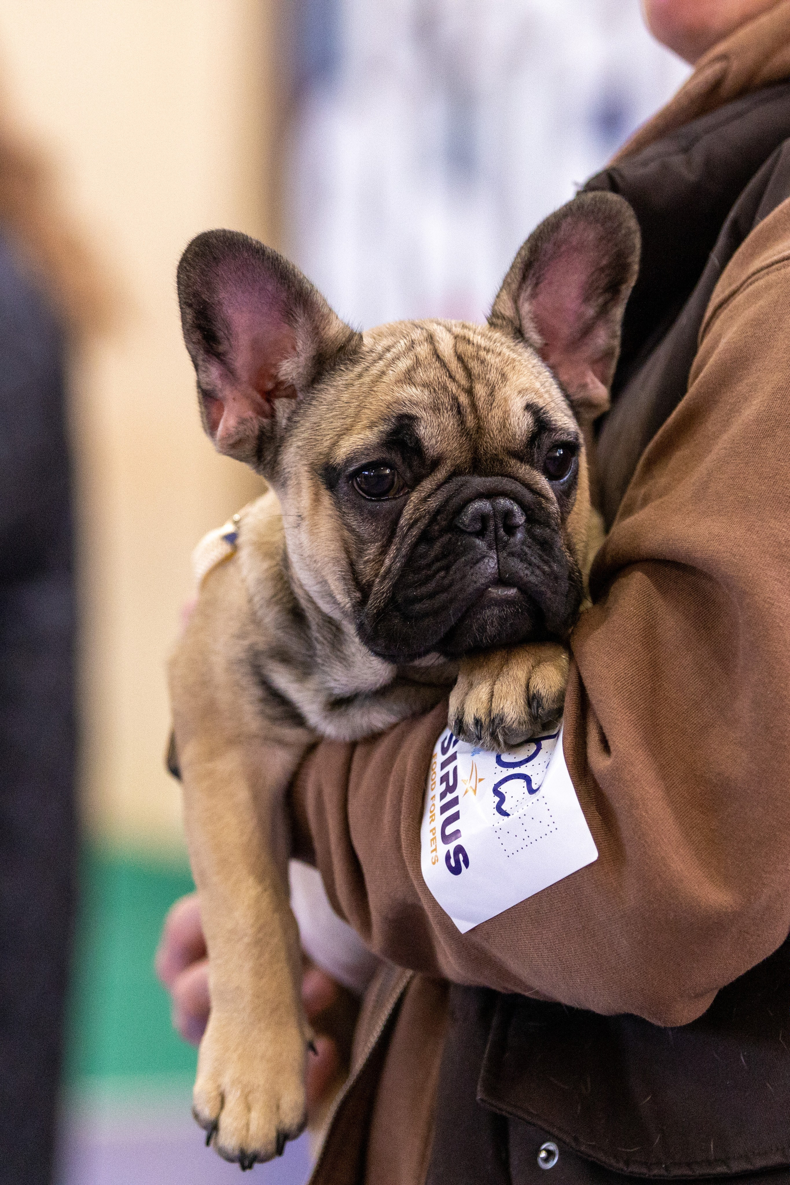 Собаки. Фотограф Яна Матвеева в Ижевске