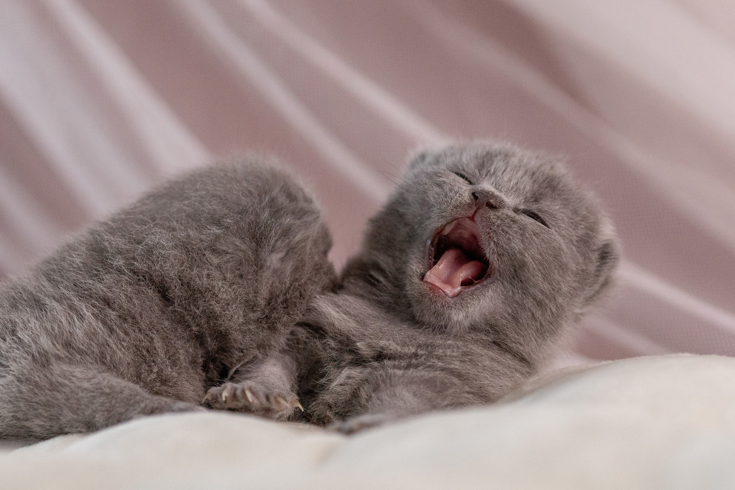 Котята. Фотограф Яна Матвеева в Ижевске