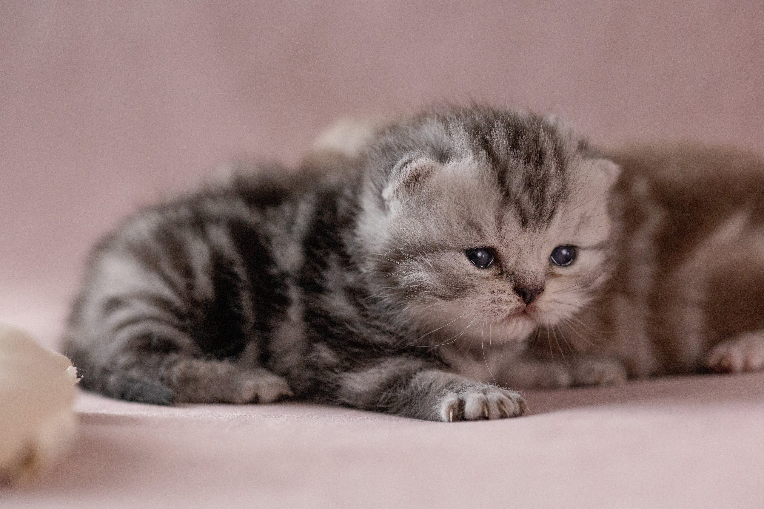 Котята. Фотограф Яна Матвеева в Ижевске