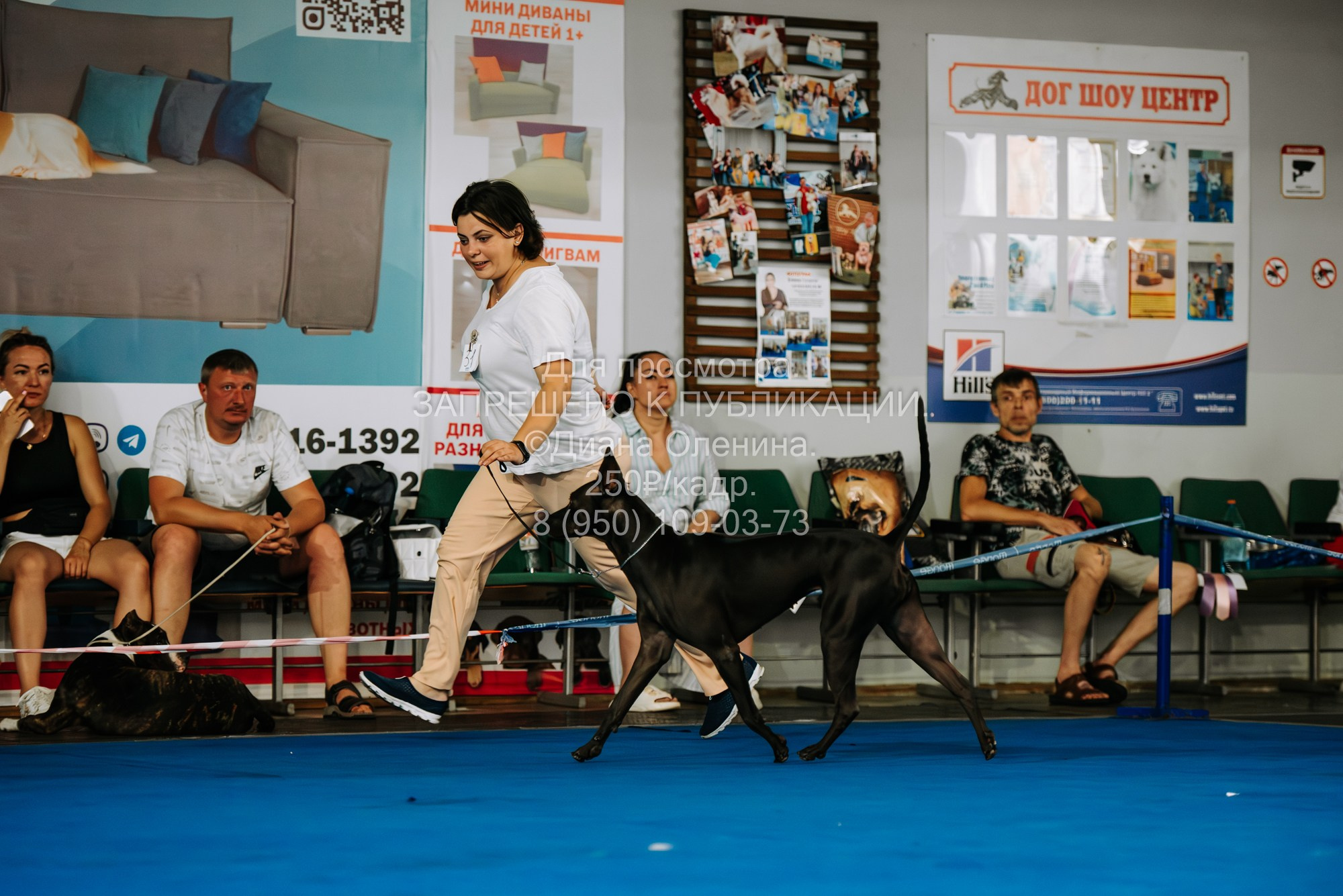 Национальная выставка собак всех пород ранга САС-IKU «Кубок Красноярск. Фотограф Диана Оленина Красноярск / Братск