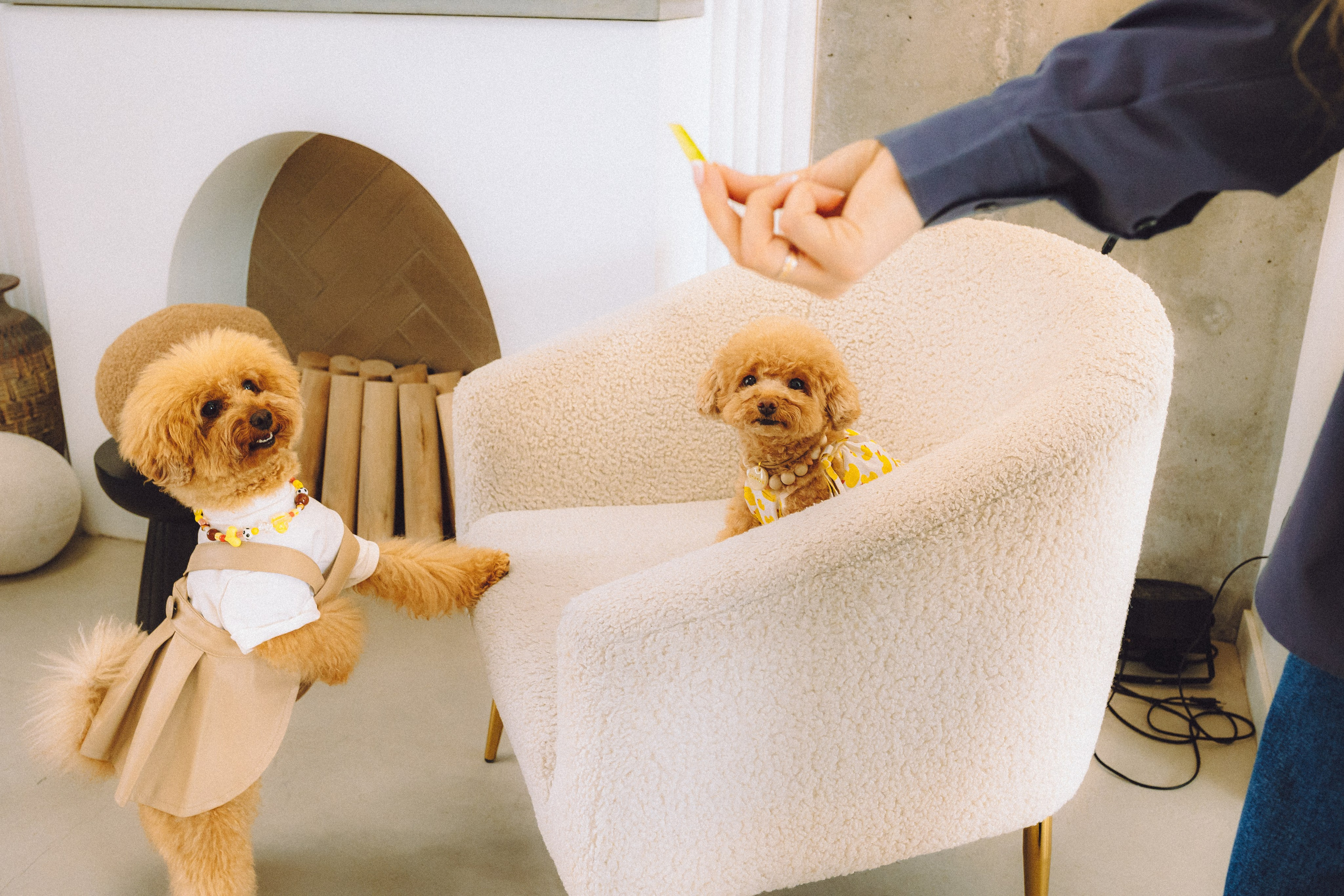 День Рождения пуделя Глаши