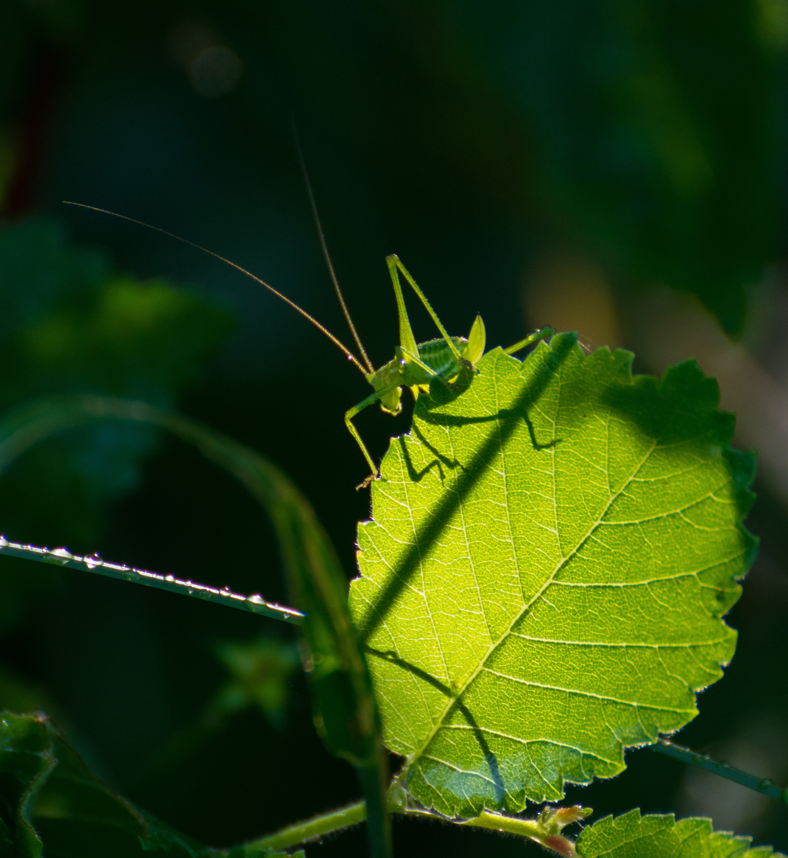 Насекомые. Фотограф Вадим Хмурковский