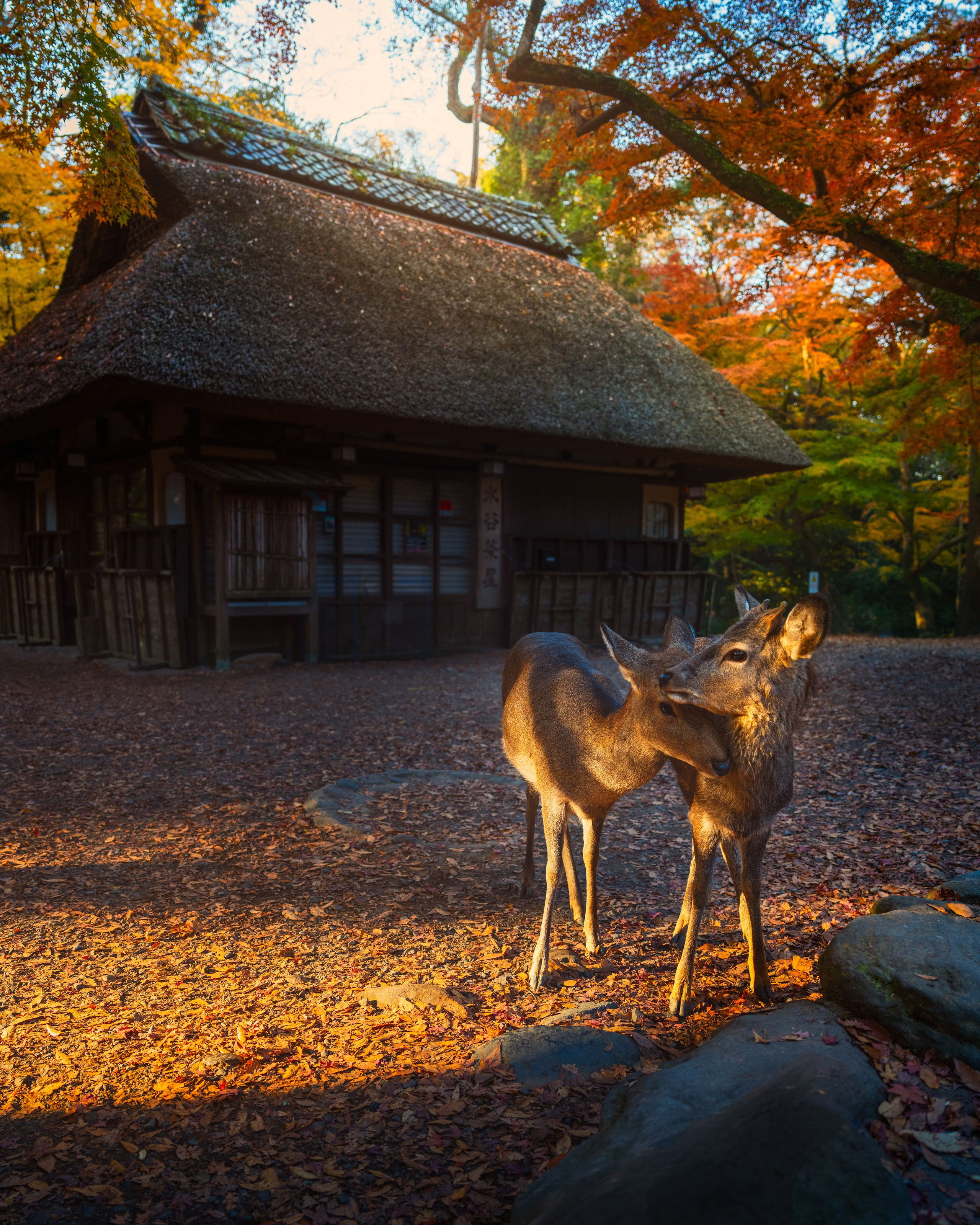 Киото. Сергей Садов о путешествиях, пейзажах и архитектуре