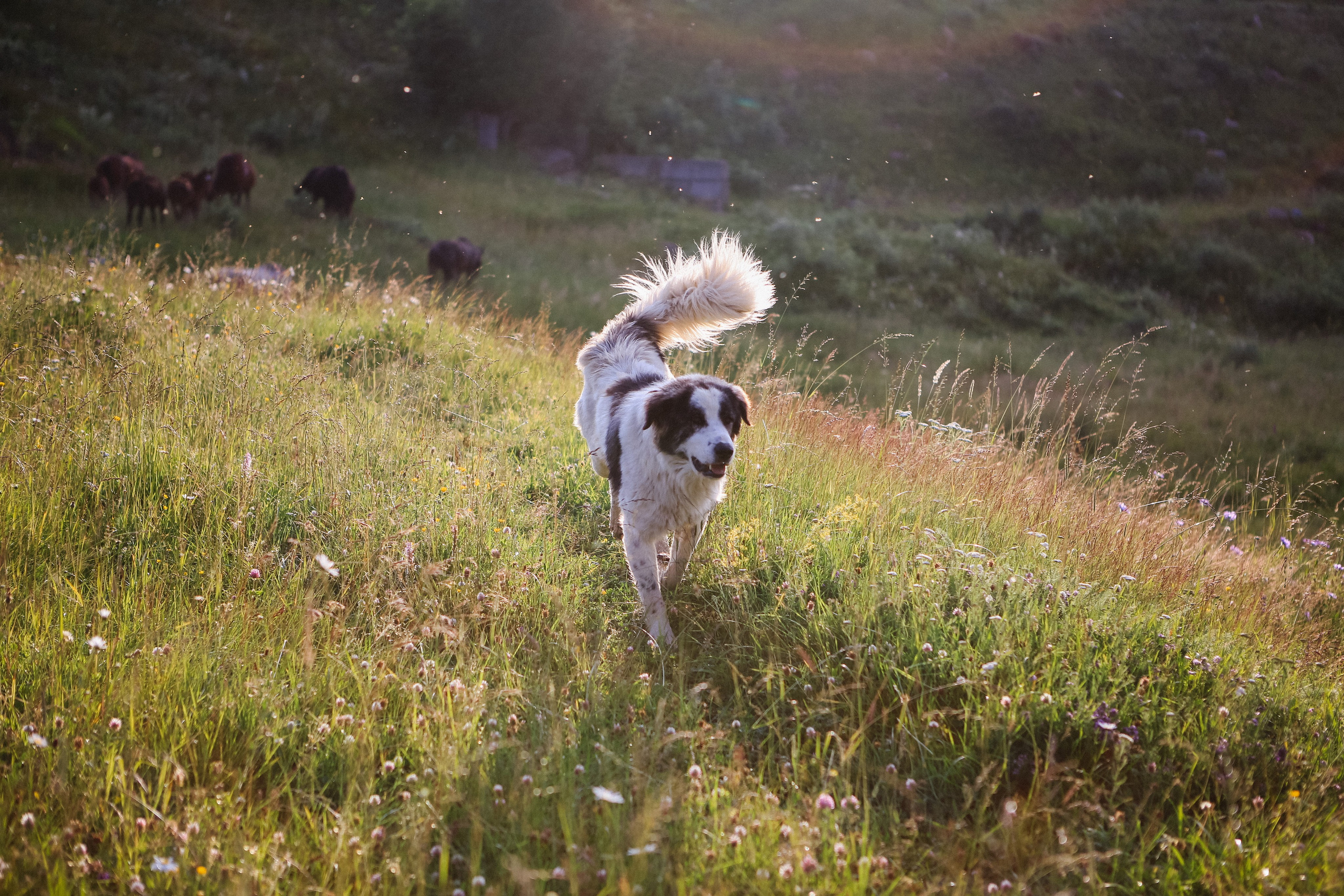Пресс-тур для Неизвестного Кавказа. Свадебный и портретный фотограф в Пятигорске, КМВ — Власова Юля