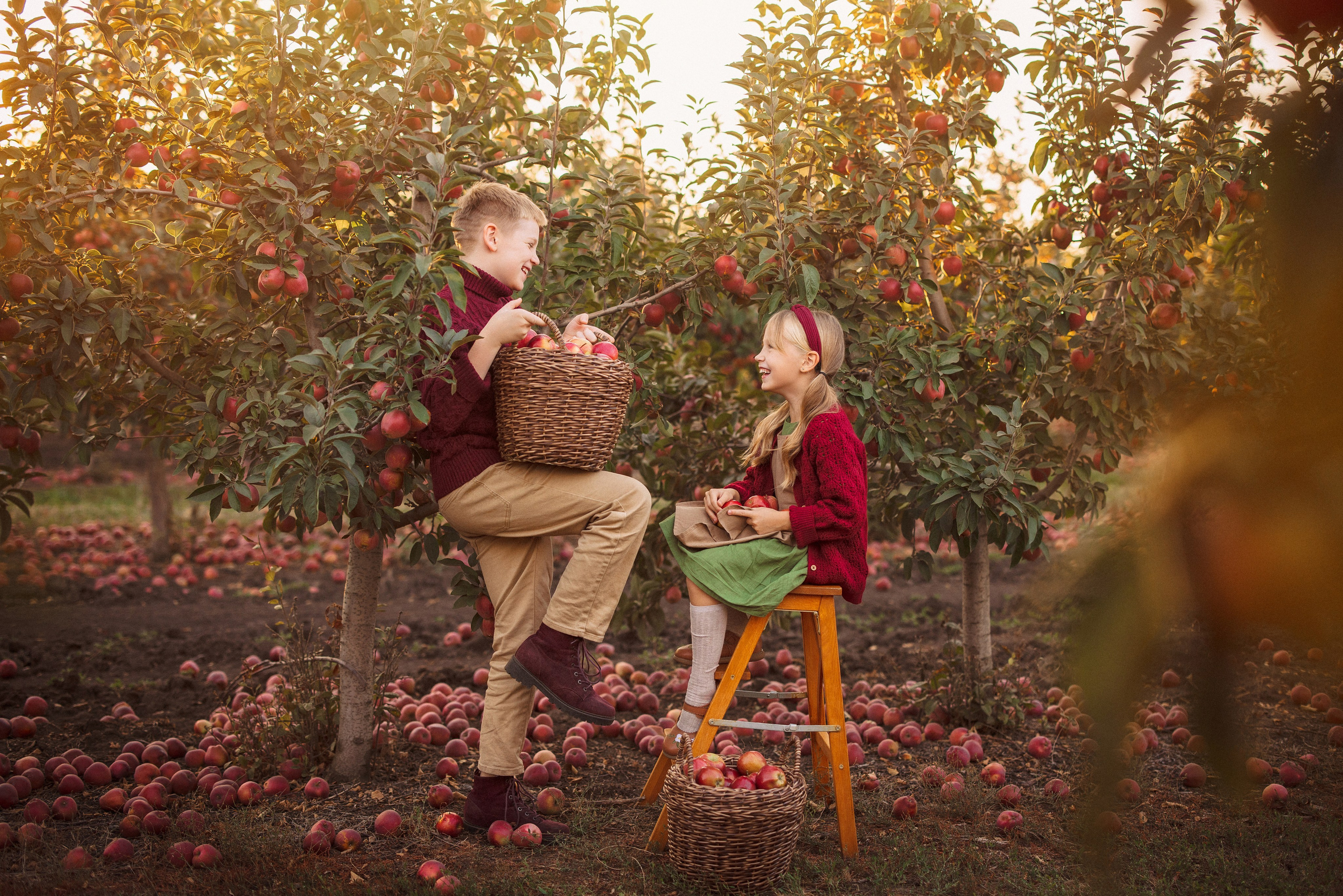 Сбор урожая Яблок. Семейный и детский фотограф в Краснодаре Анна Трашкова