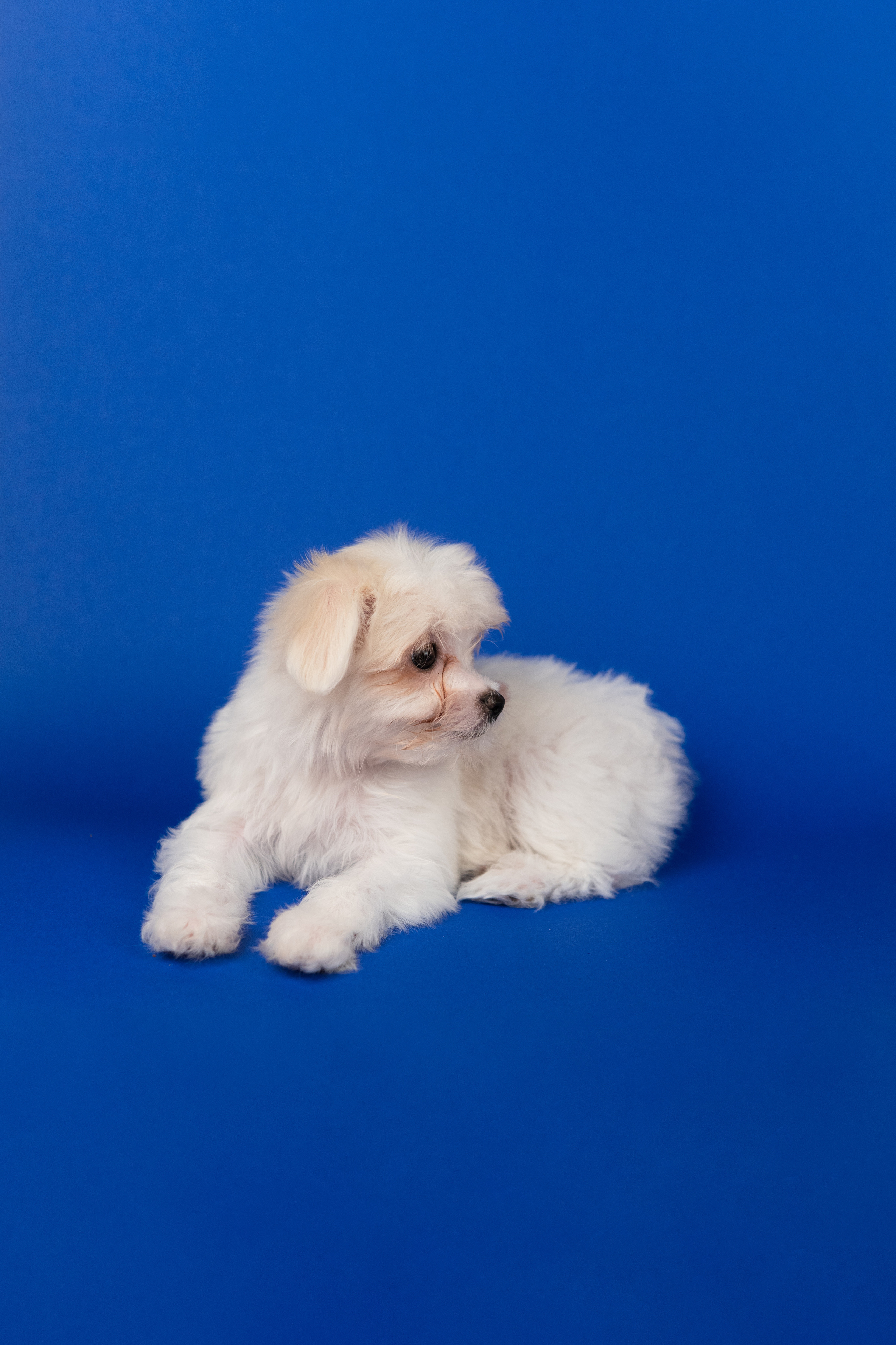 Анималистика. Коммерческий фотограф и видеооператор в Москве Дарья Арион