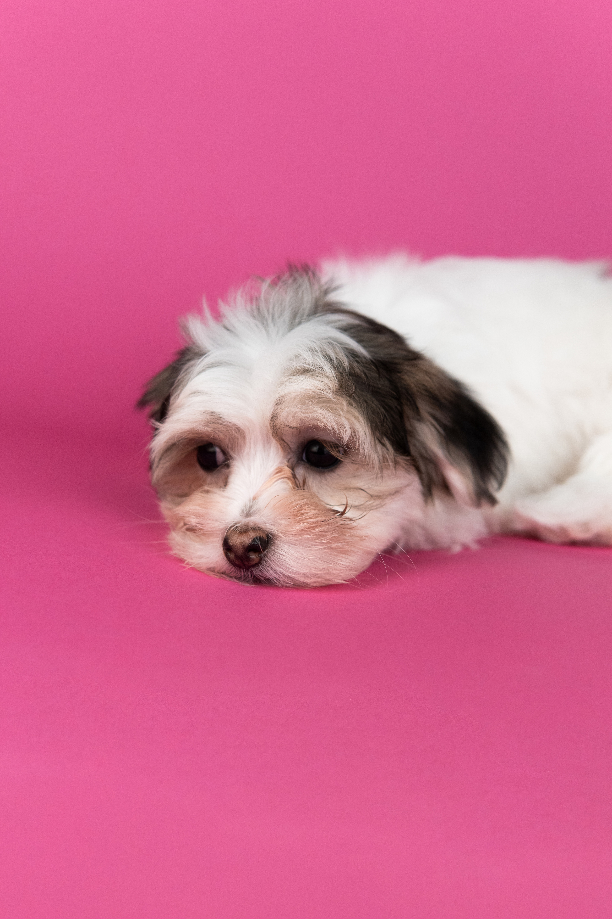 Анималистика. Коммерческий фотограф и видеооператор в Москве Дарья Арион