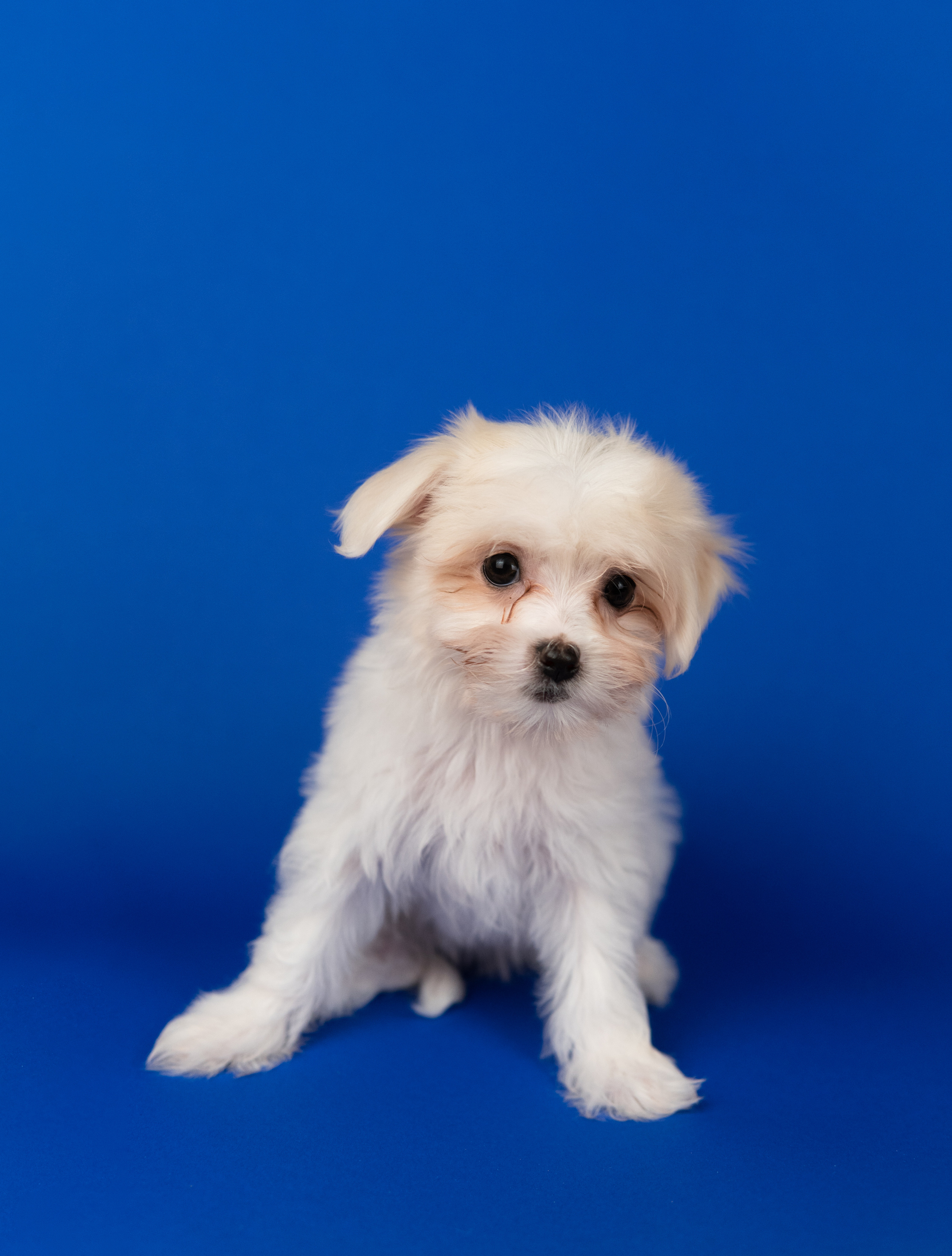 Анималистика. Коммерческий фотограф и видеооператор в Москве Дарья Арион