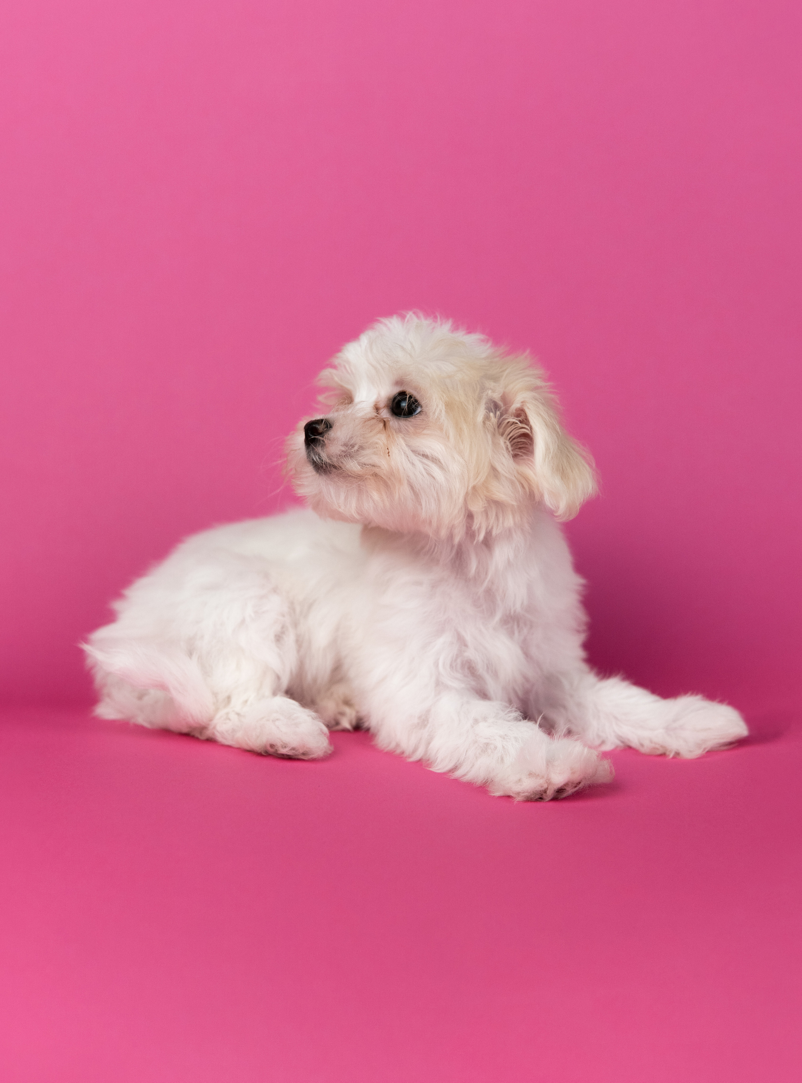 Анималистика. Коммерческий фотограф и видеооператор в Москве Дарья Арион