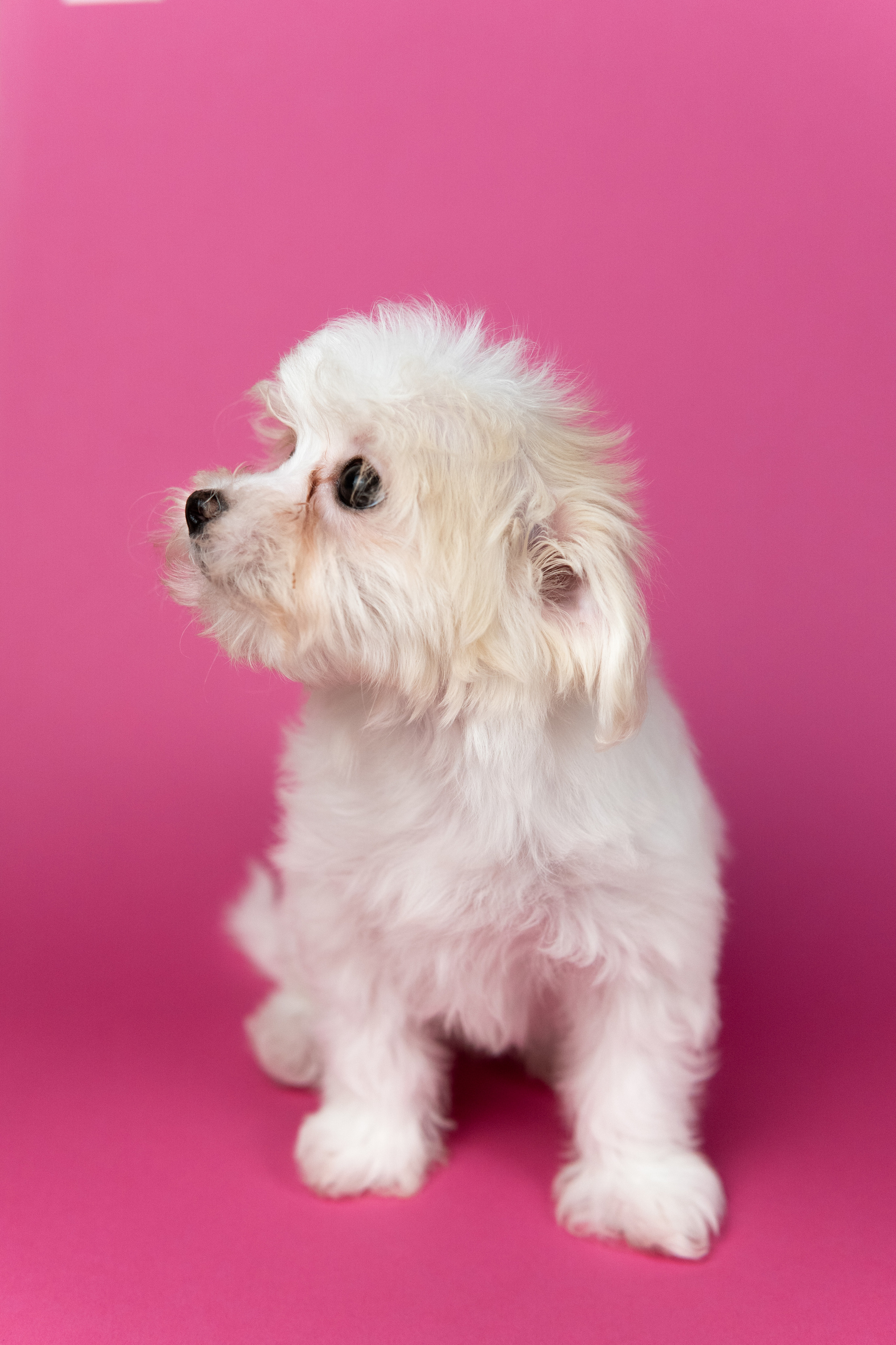 Анималистика. Коммерческий фотограф и видеооператор в Москве Дарья Арион