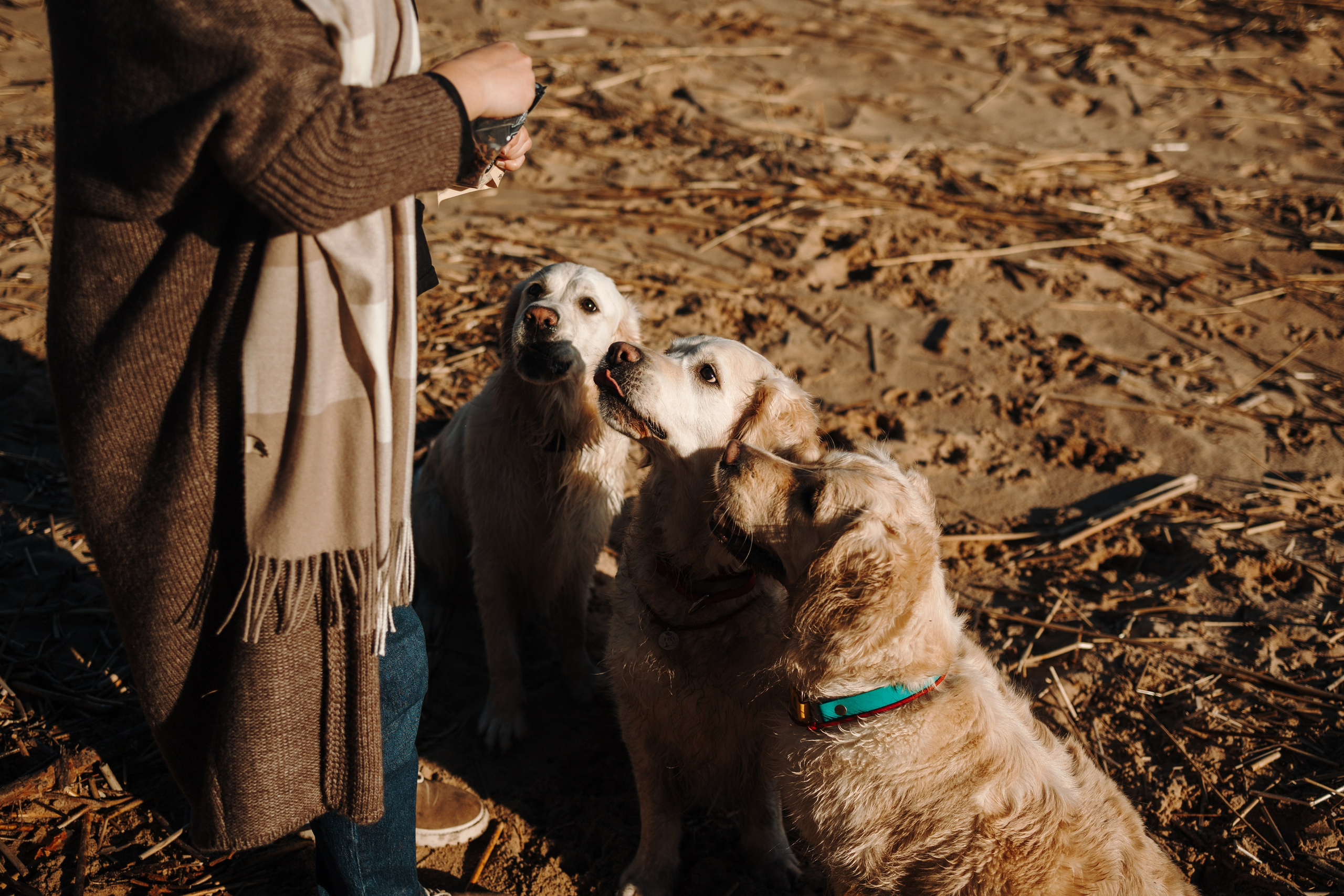 Катя и ее девочки. Фотограф — Анималист | Санкт-Петербург