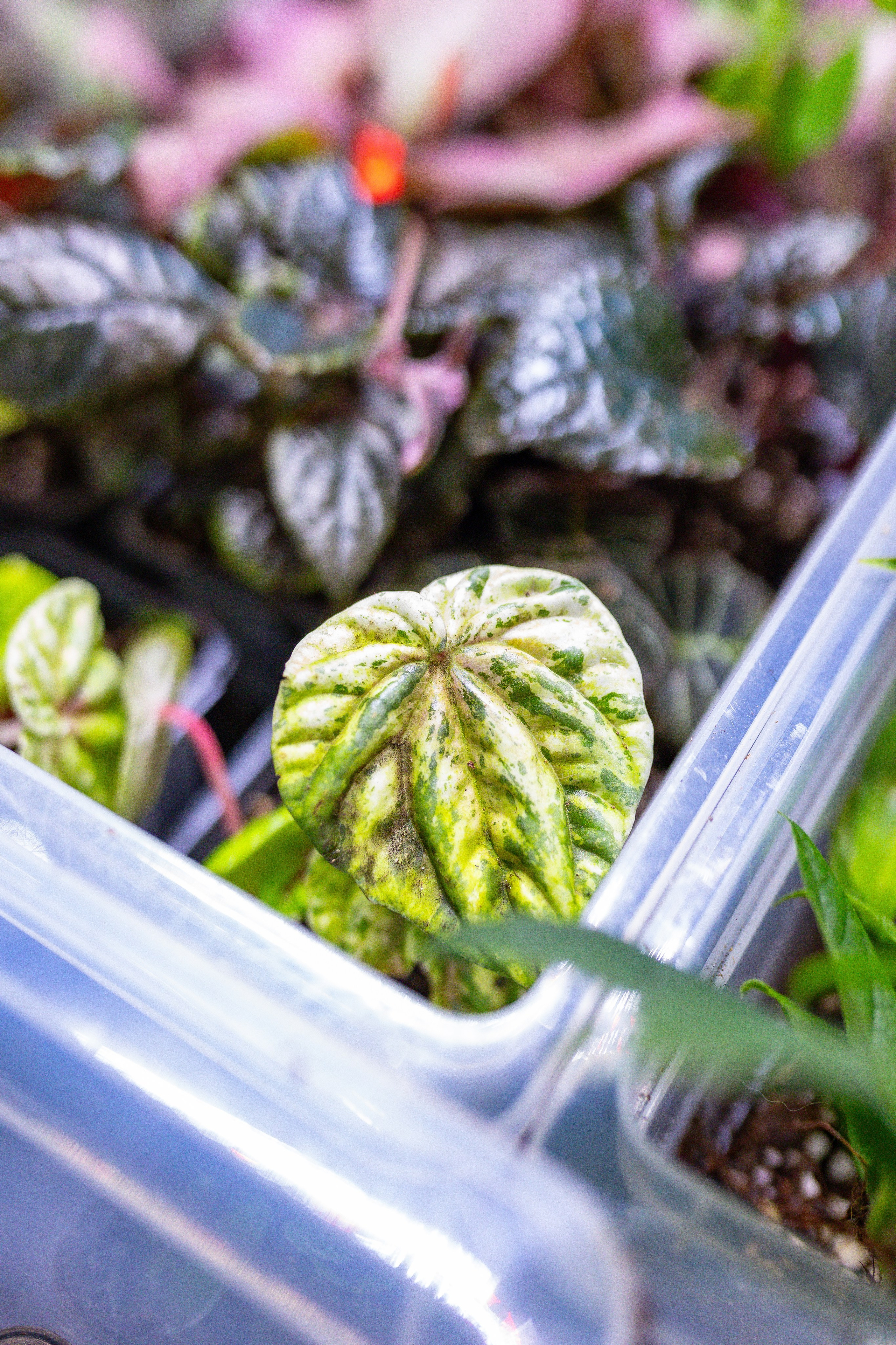 Орхидиум сентябрь 2025. Александра Куликова фотограф, Москва