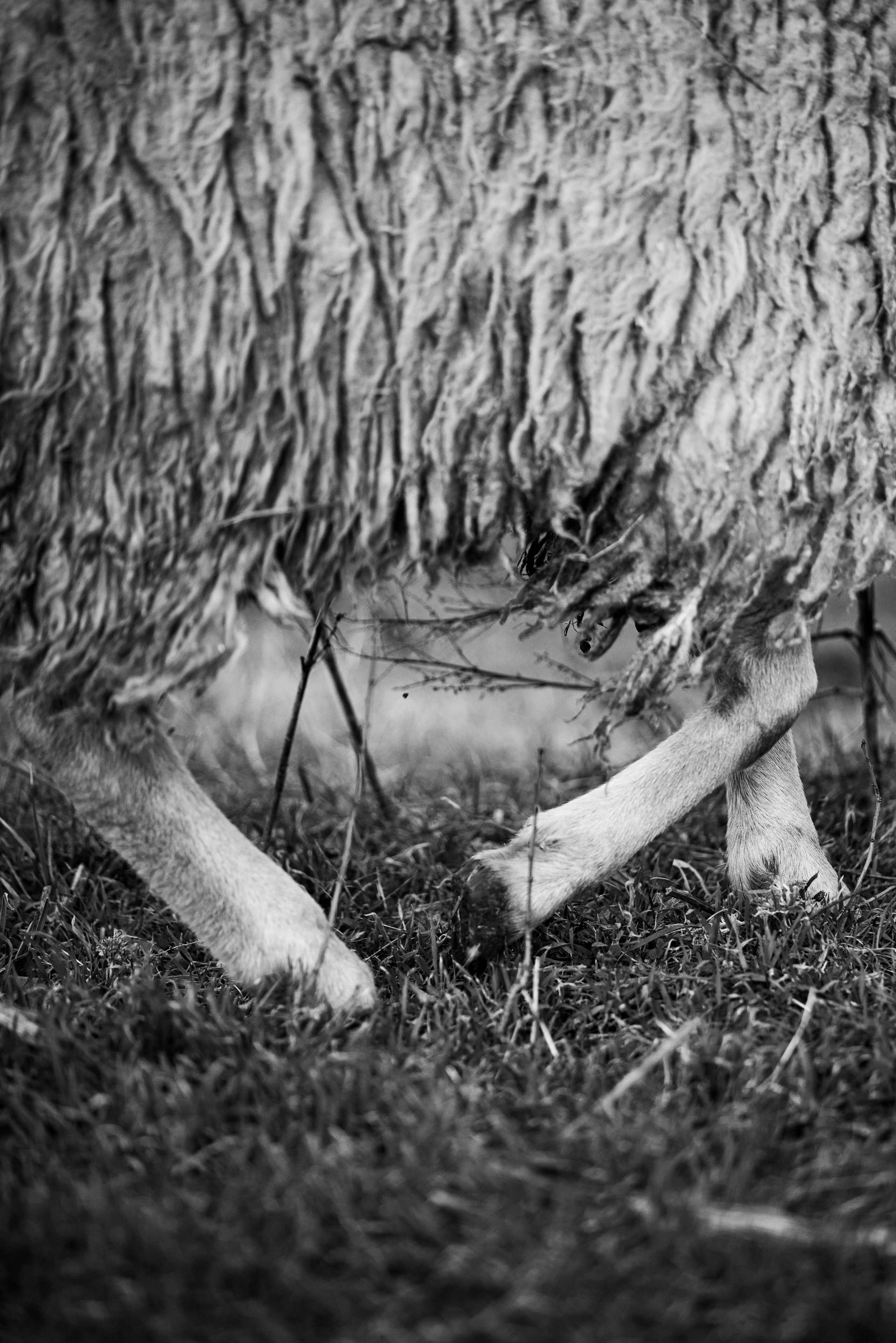 Ферма. Фотограф Антон Денисенко: Портрет, Документалистика, Пейзаж. Москва