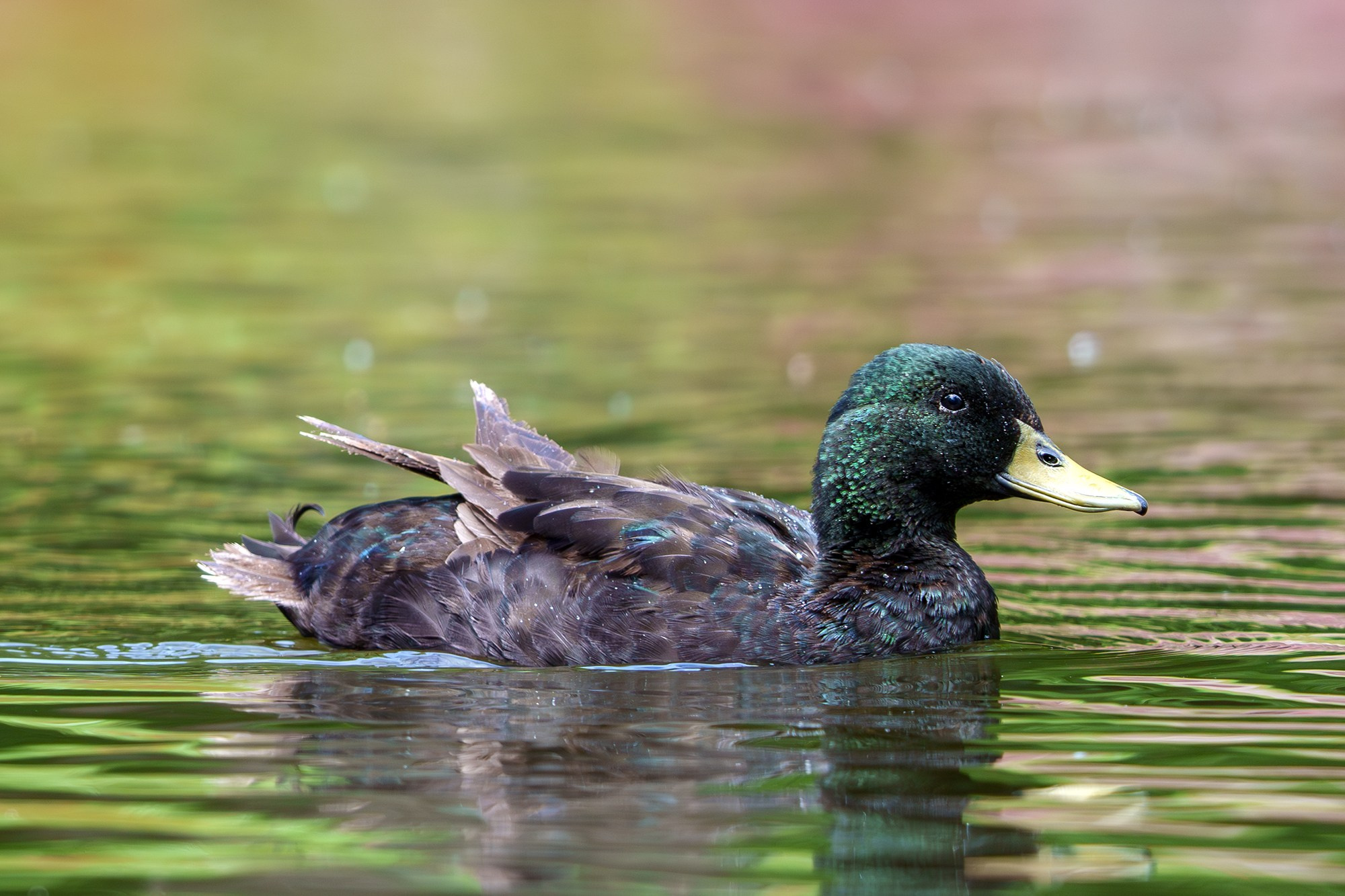 Удивительные мир птиц. Вокруг нас столько прекрасного — присмотритесь!. Ваш личный фотограф Марина Волкова