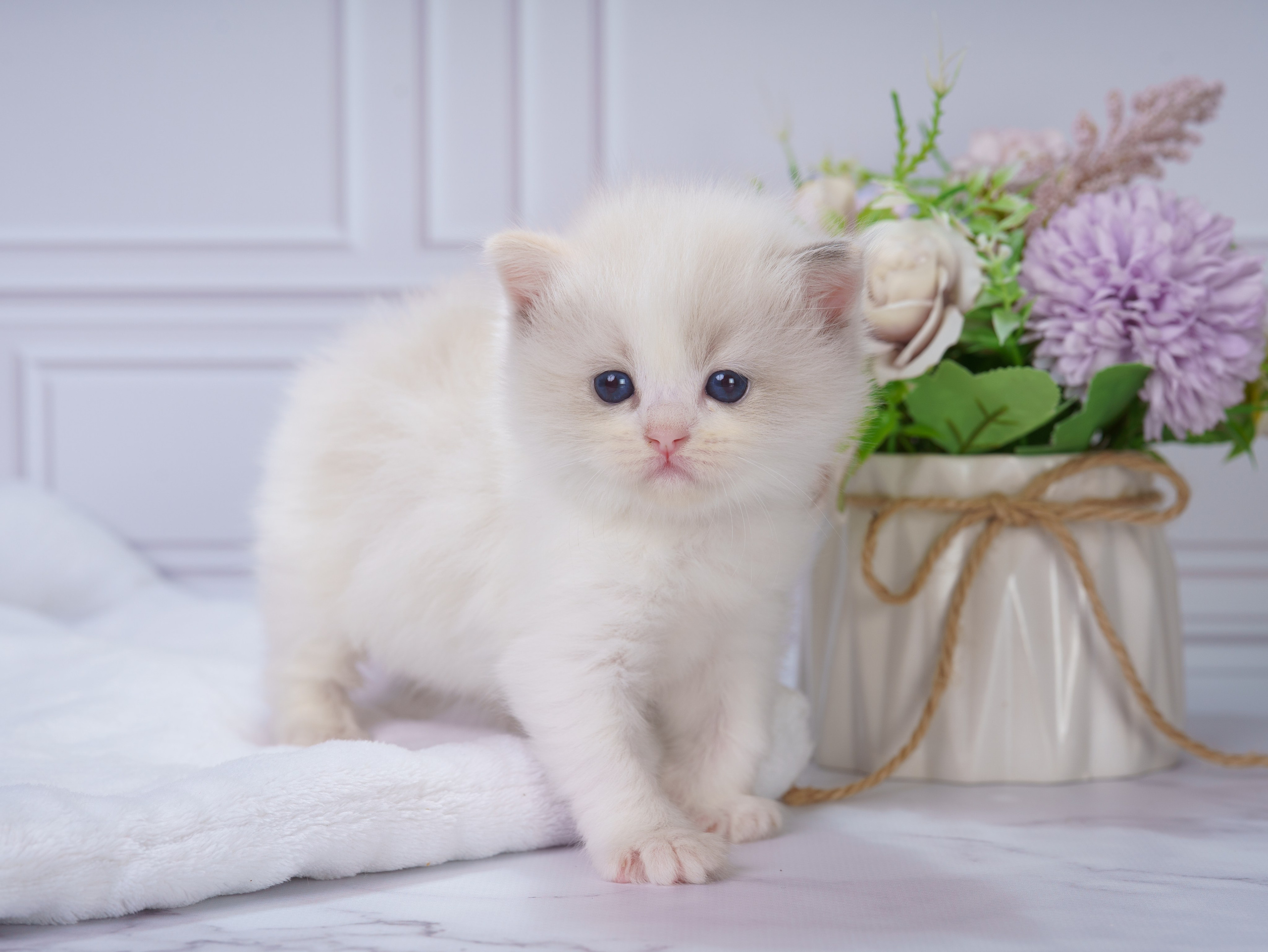 Котята рэгдолл от Loyal Adore. Питомник рэгдолл Loyal Adore