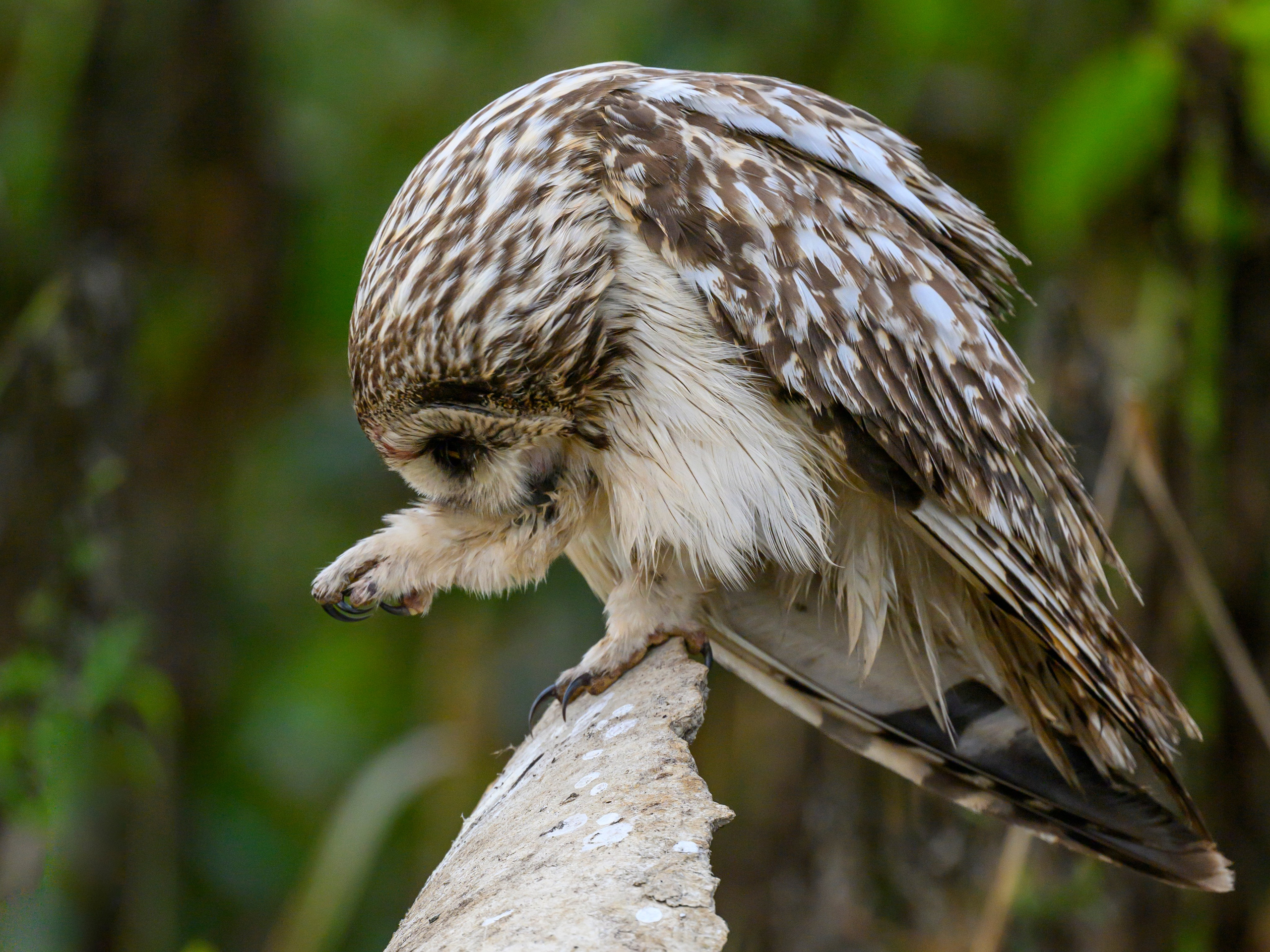 Боевая раскраска охотника. Face Paint of the Hunter. Фотограф Сергей Пупонин