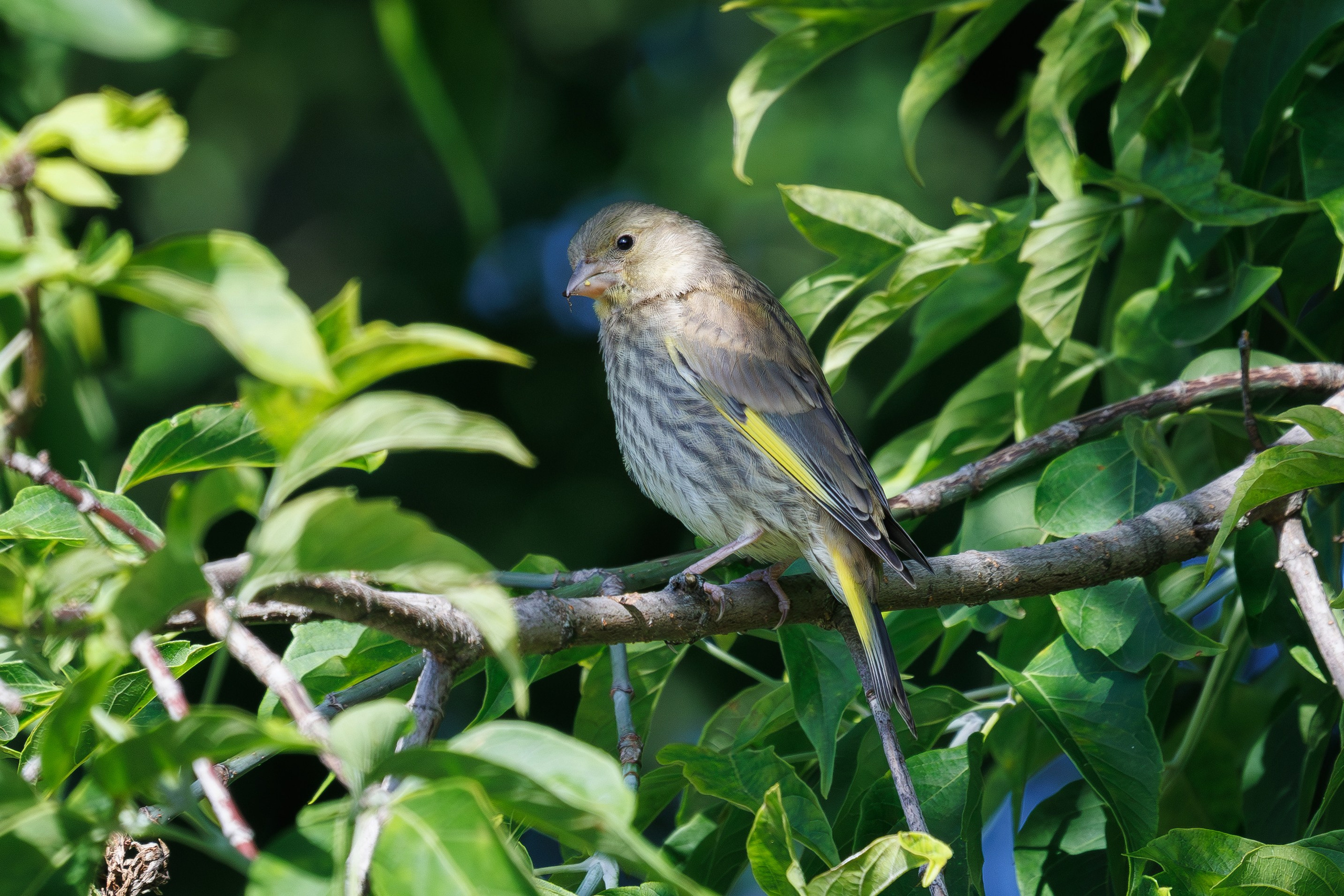 Молодая зеленушка,  г. Люберцы, парк "Центральный" Снято на Canon EOS R8, RF 600 mm f11.