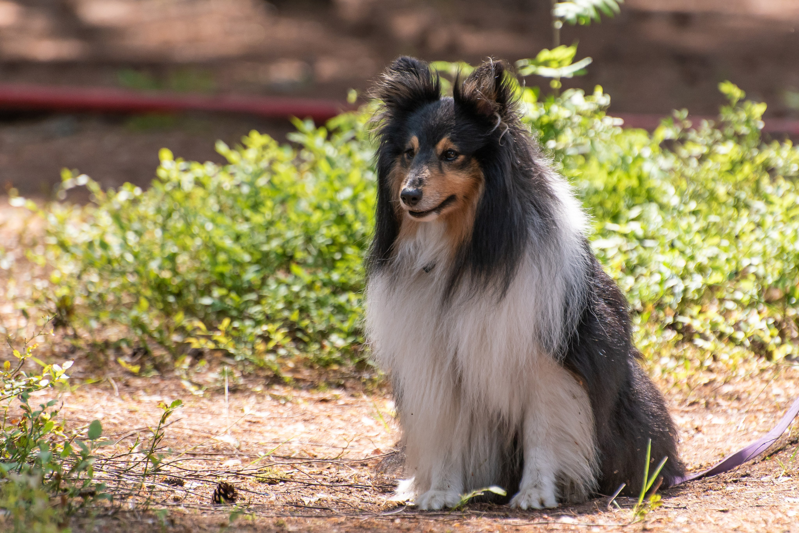 Хвостатые каникулы Детский кинологический лагерь. Фотограф Макс Огурцов в Нижнем Новгороде