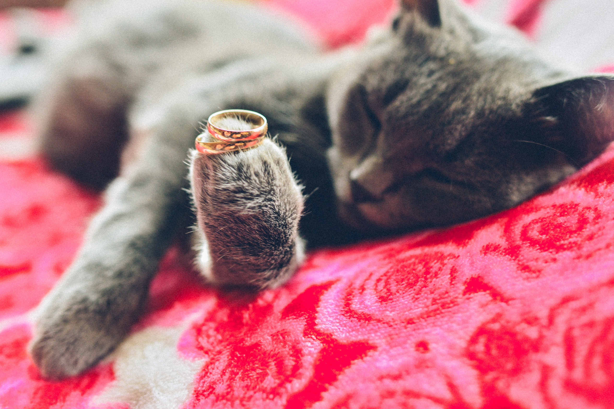 Андрей и Василина. Свадебный и семейный фотограф в Барнауле Сергей Семакин