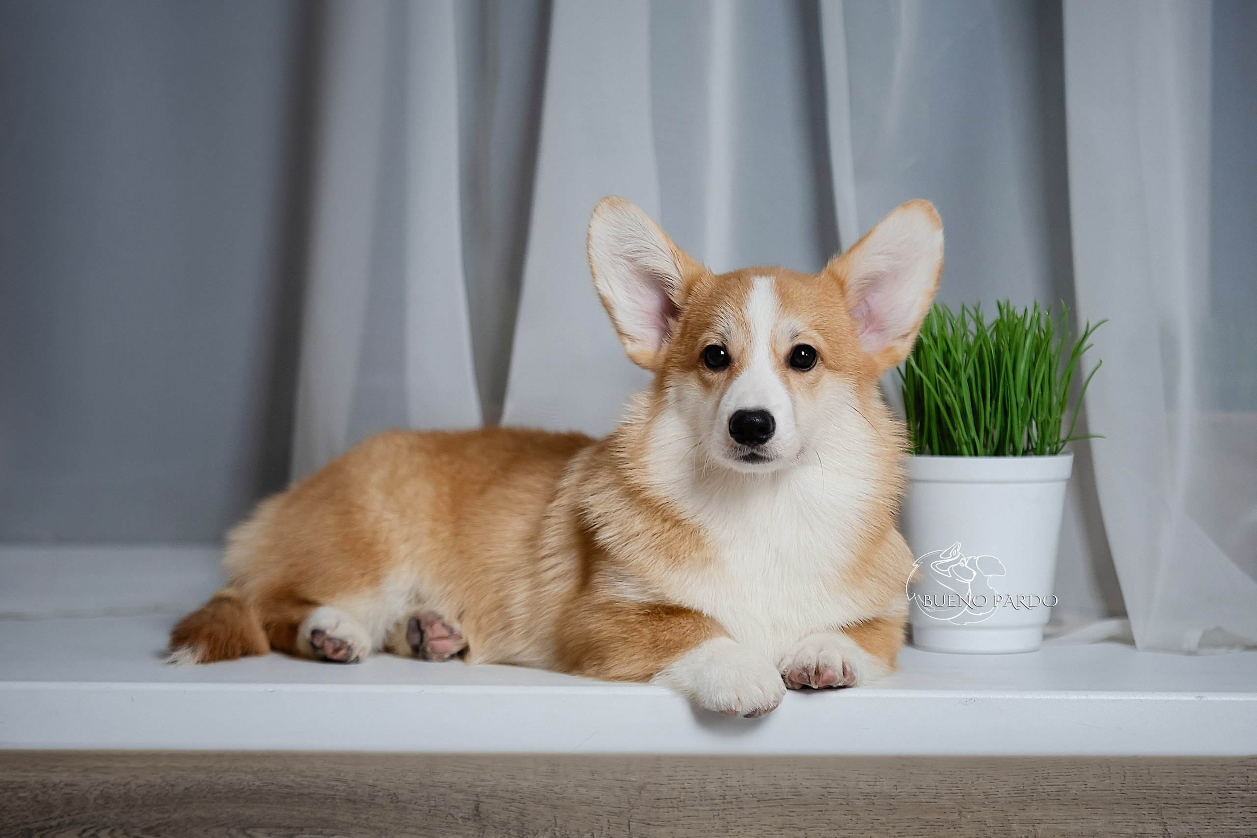 А — Кола и Цесей. Kawaii Kuma питомник собак пород Корги пемброк, Акита ину, Сиба