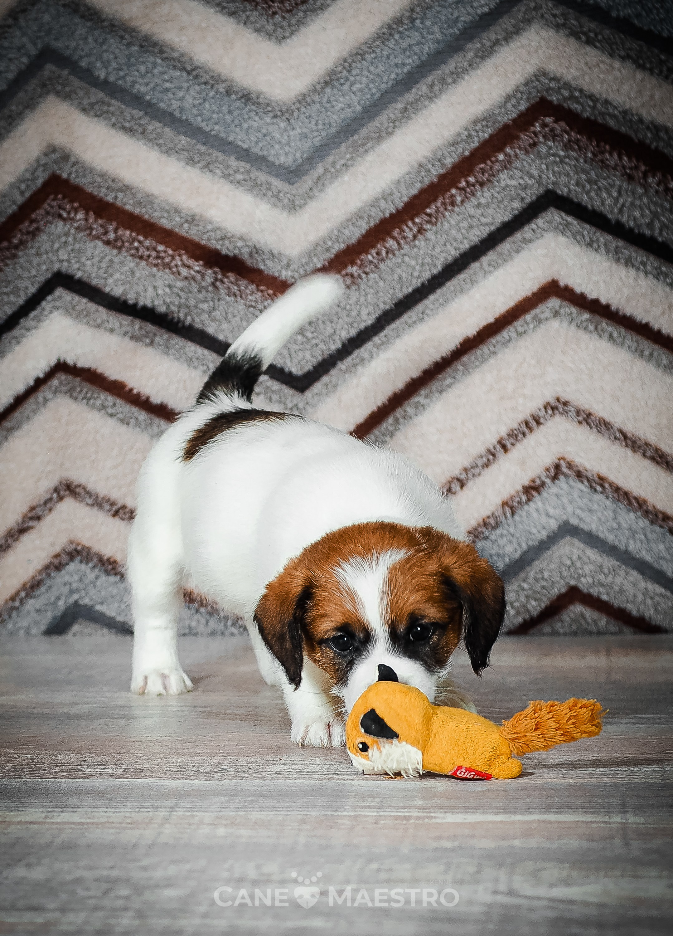 Мальчик 2. Кобель бело-рыжий. Джек рассел терьер щенок. КАНЕ МАЭСТРО — питомник Джек рассел терьеров