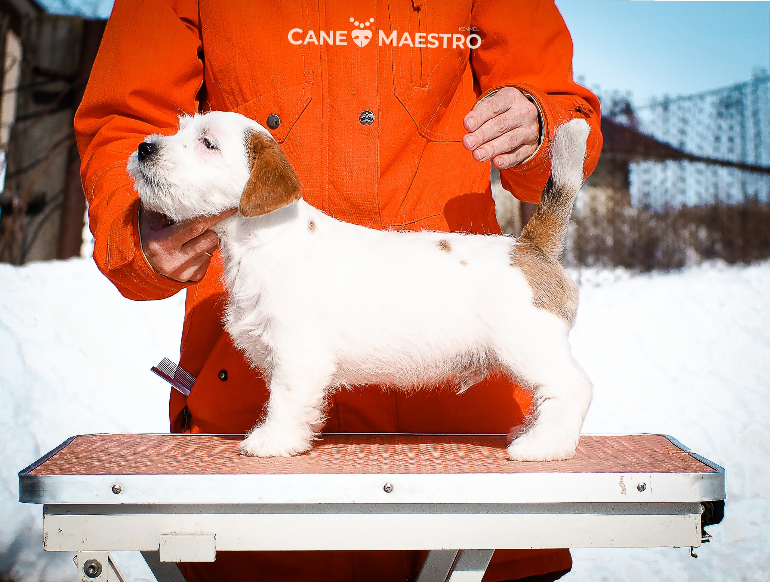 КОБ_Б_МОНОКЛЬ. CANE MAESTRO — kennel Jack Russell Terrier
