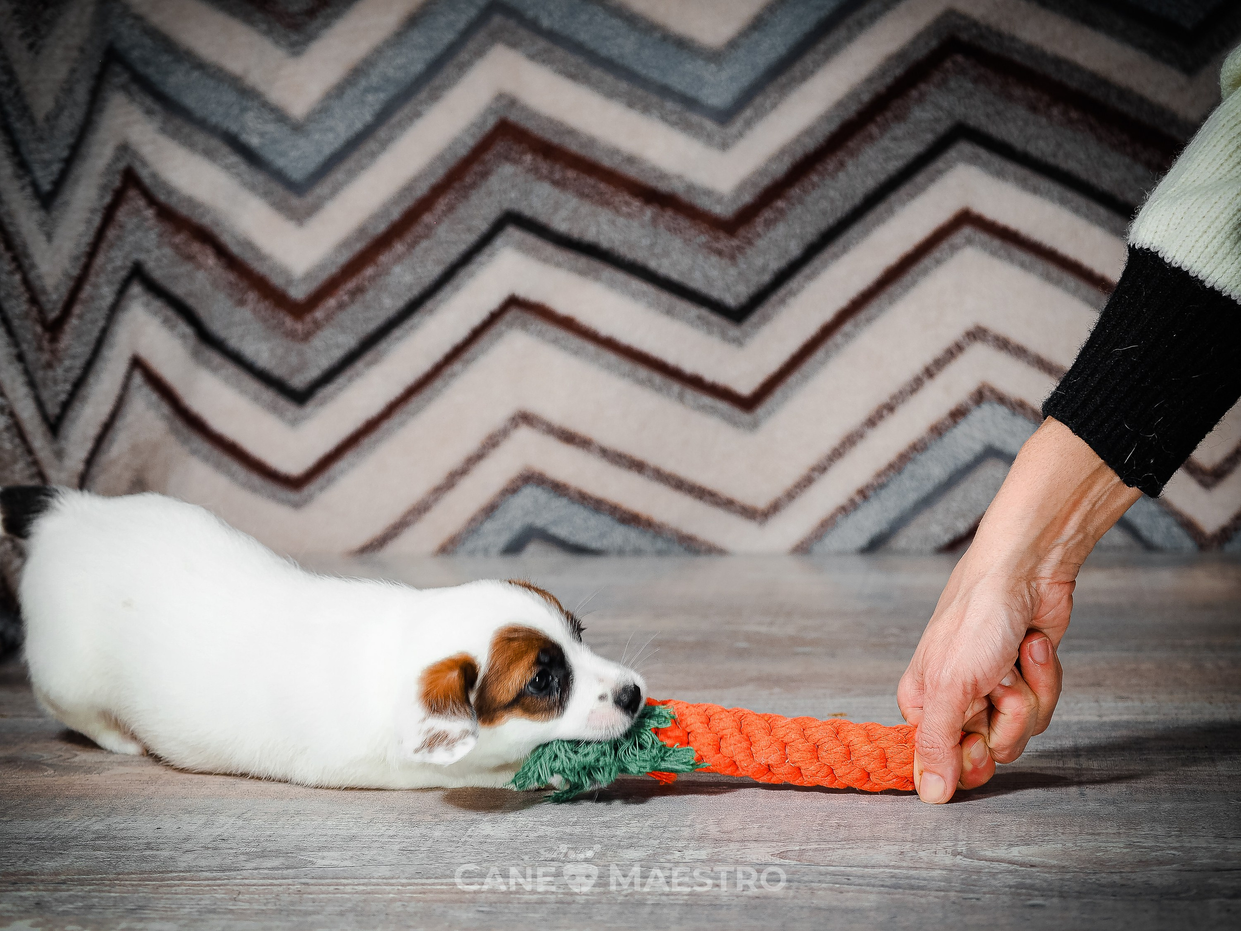 1КОБЛ_МОНОКЛЬ_Ц_ЛИТТЕР. CANE MAESTRO — kennel Jack Russell Terrier