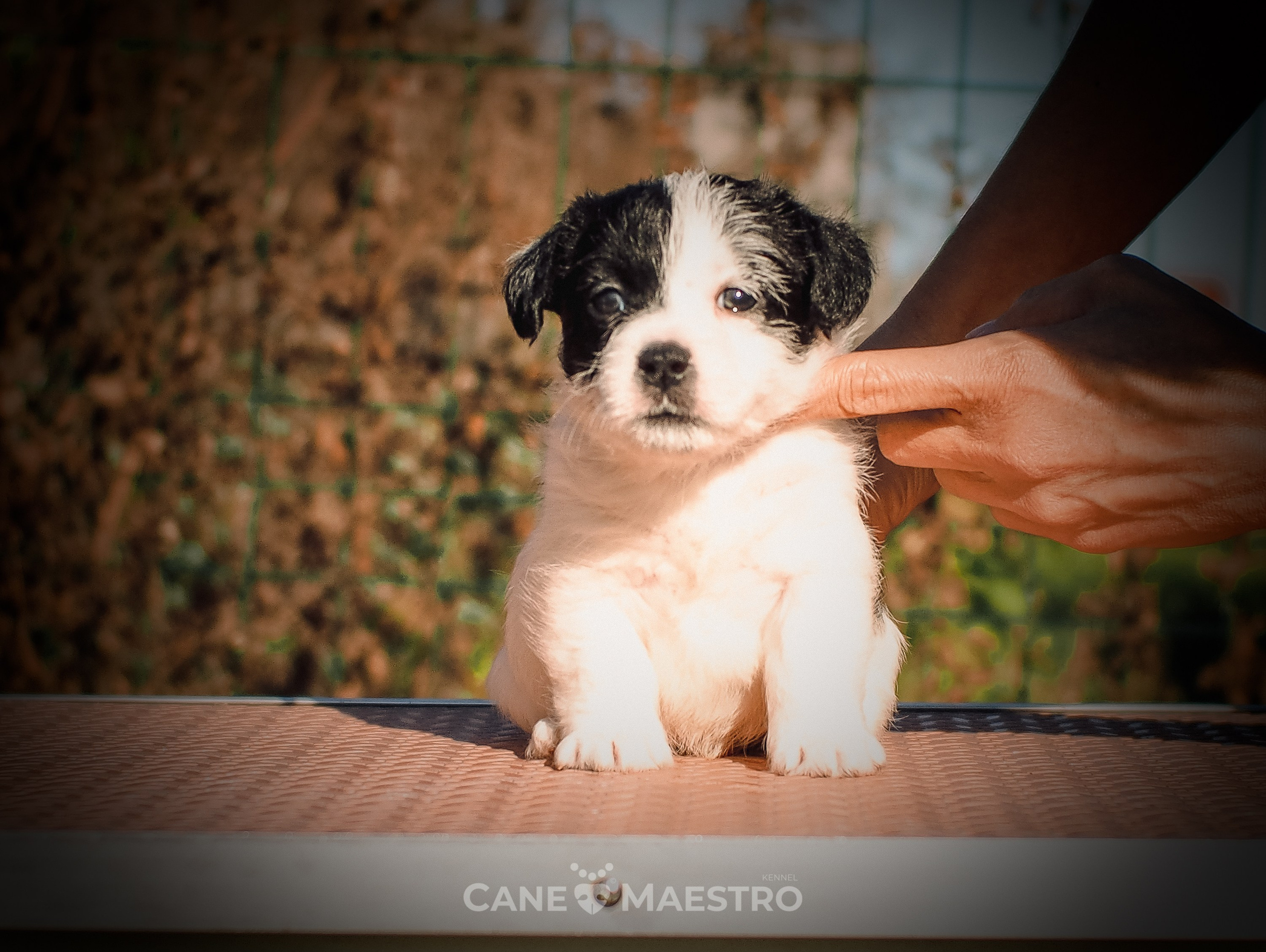 КОБ_Z_2_BLACK_27_08_2025. CANE MAESTRO — kennel Jack Russell Terrier