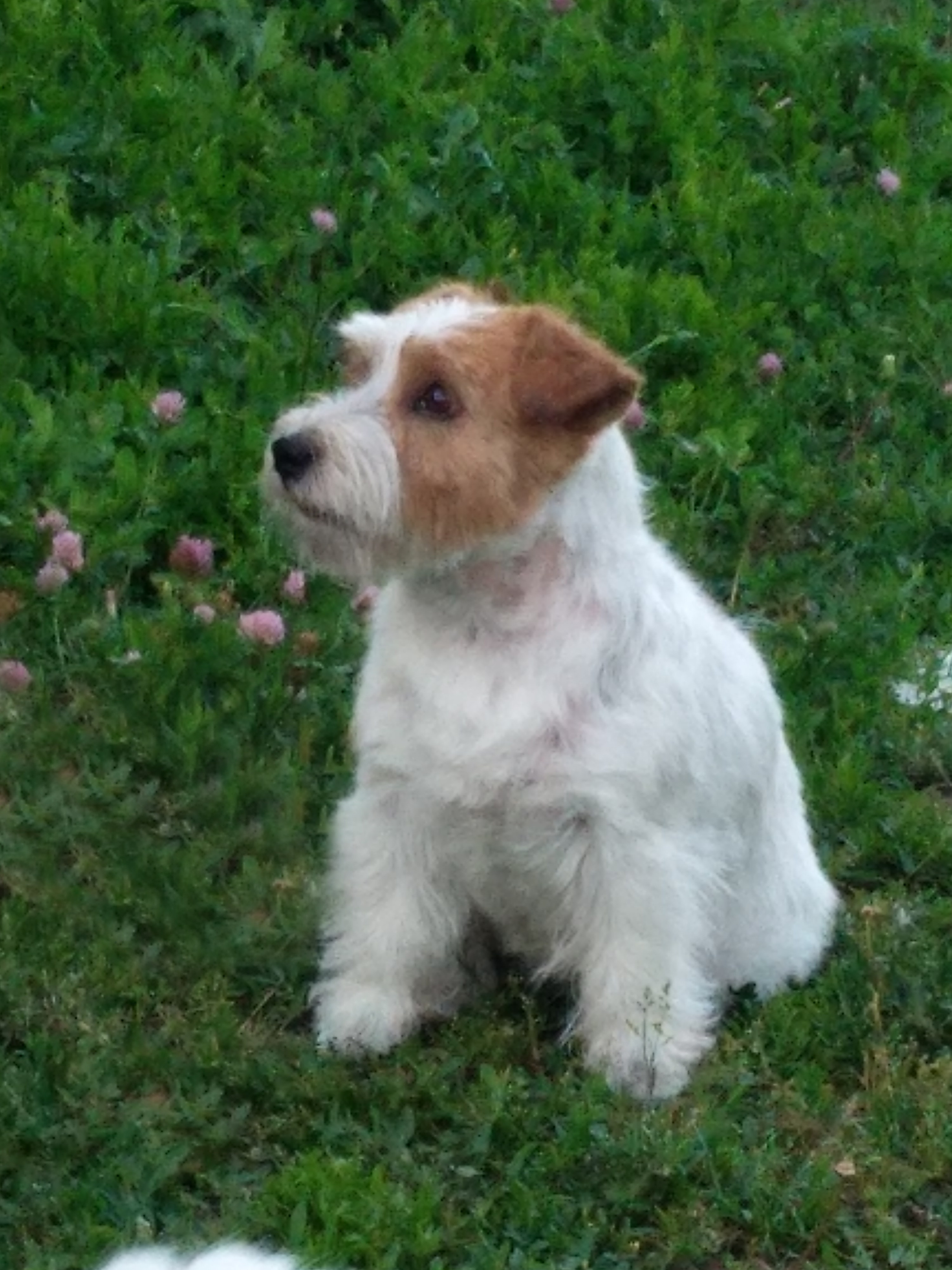 MARGARITA. CANE MAESTRO — kennel Jack Russell Terrier