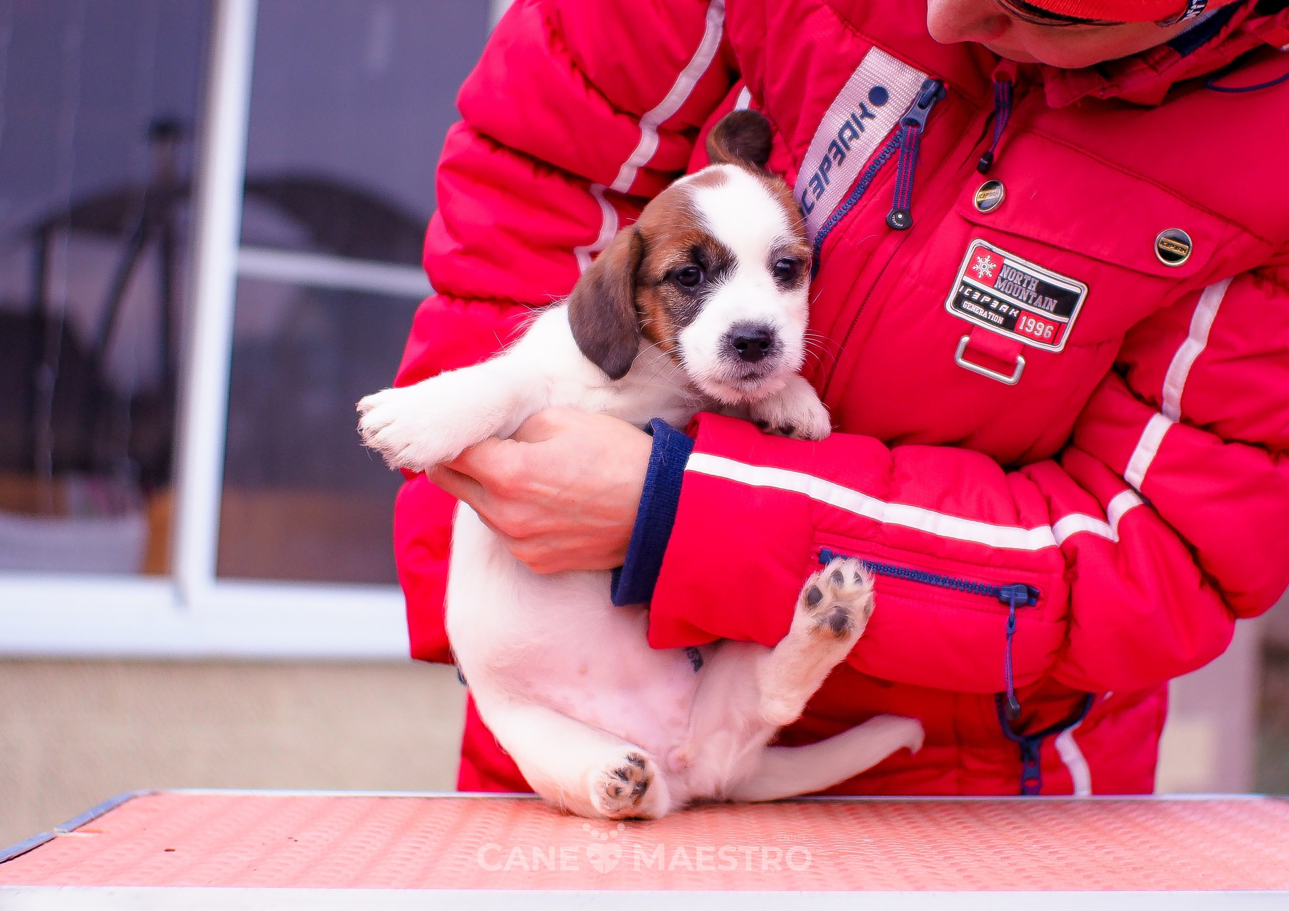 3_Девочка_СНЕЖНАЯ_Ц. CANE MAESTRO — kennel Jack Russell Terrier
