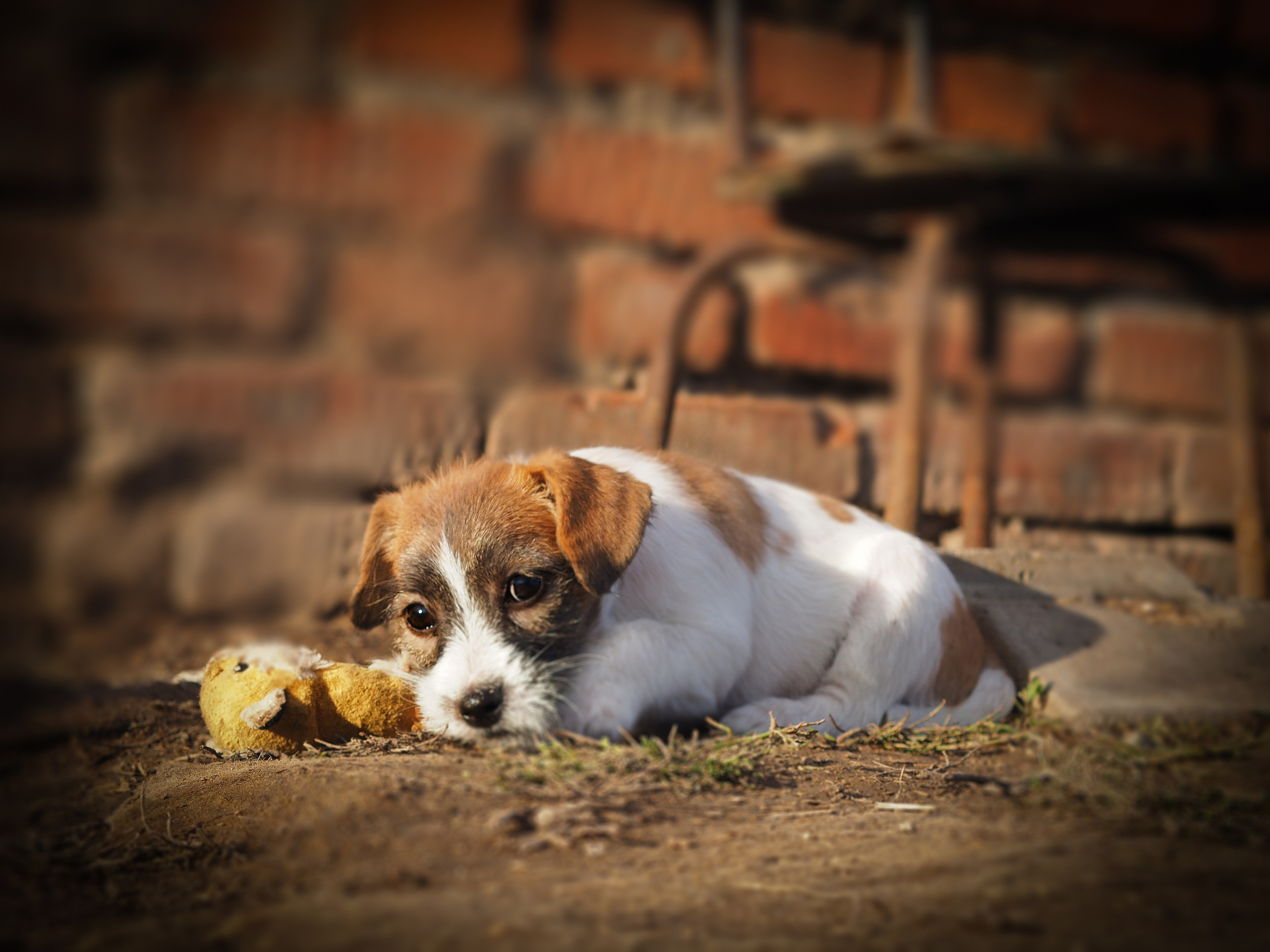 X_female_2_b-t. CANE MAESTRO — kennel Jack Russell Terrier