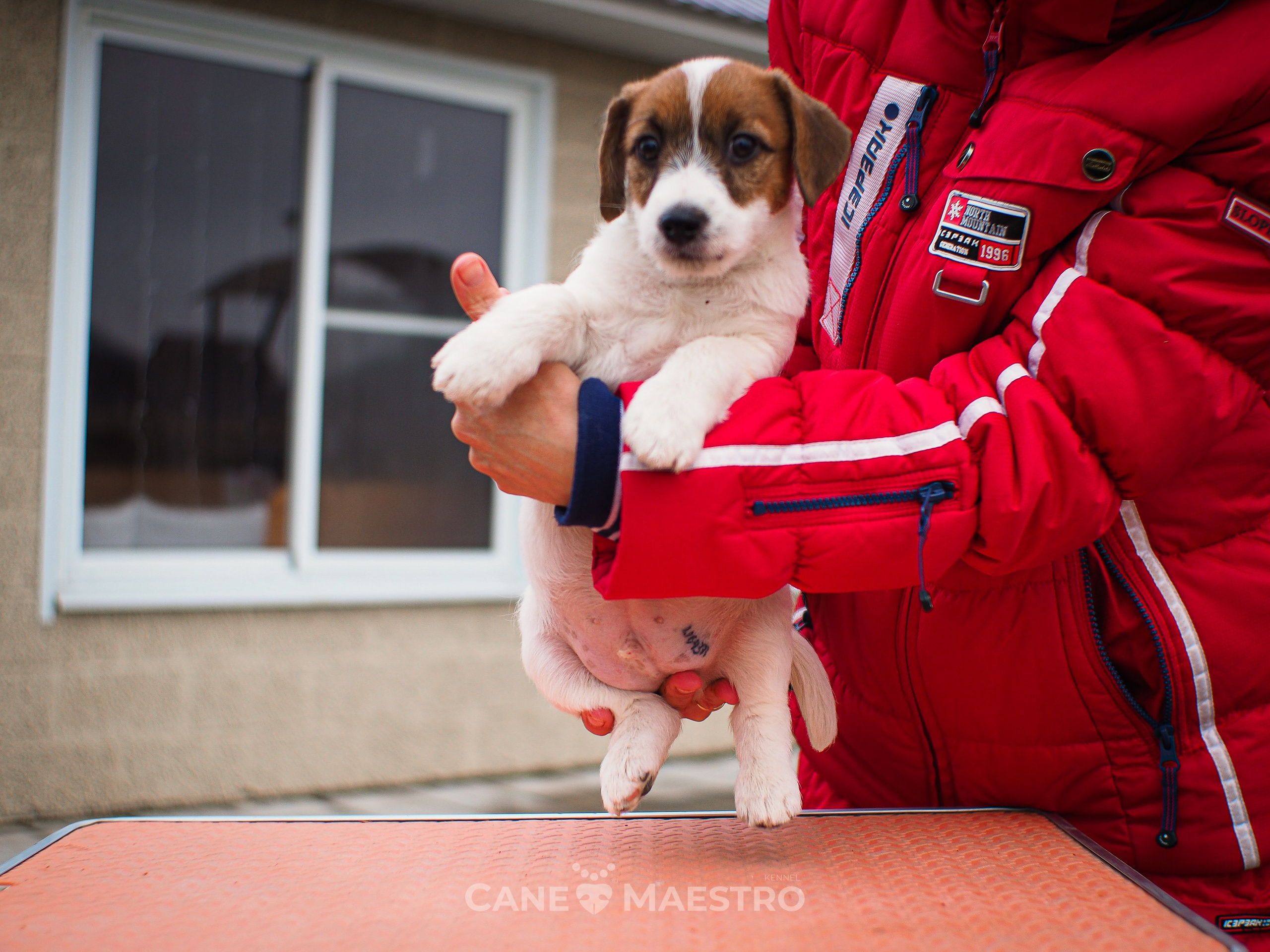 3КОБЛ_СНЕГОВИК. CANE MAESTRO — kennel Jack Russell Terrier
