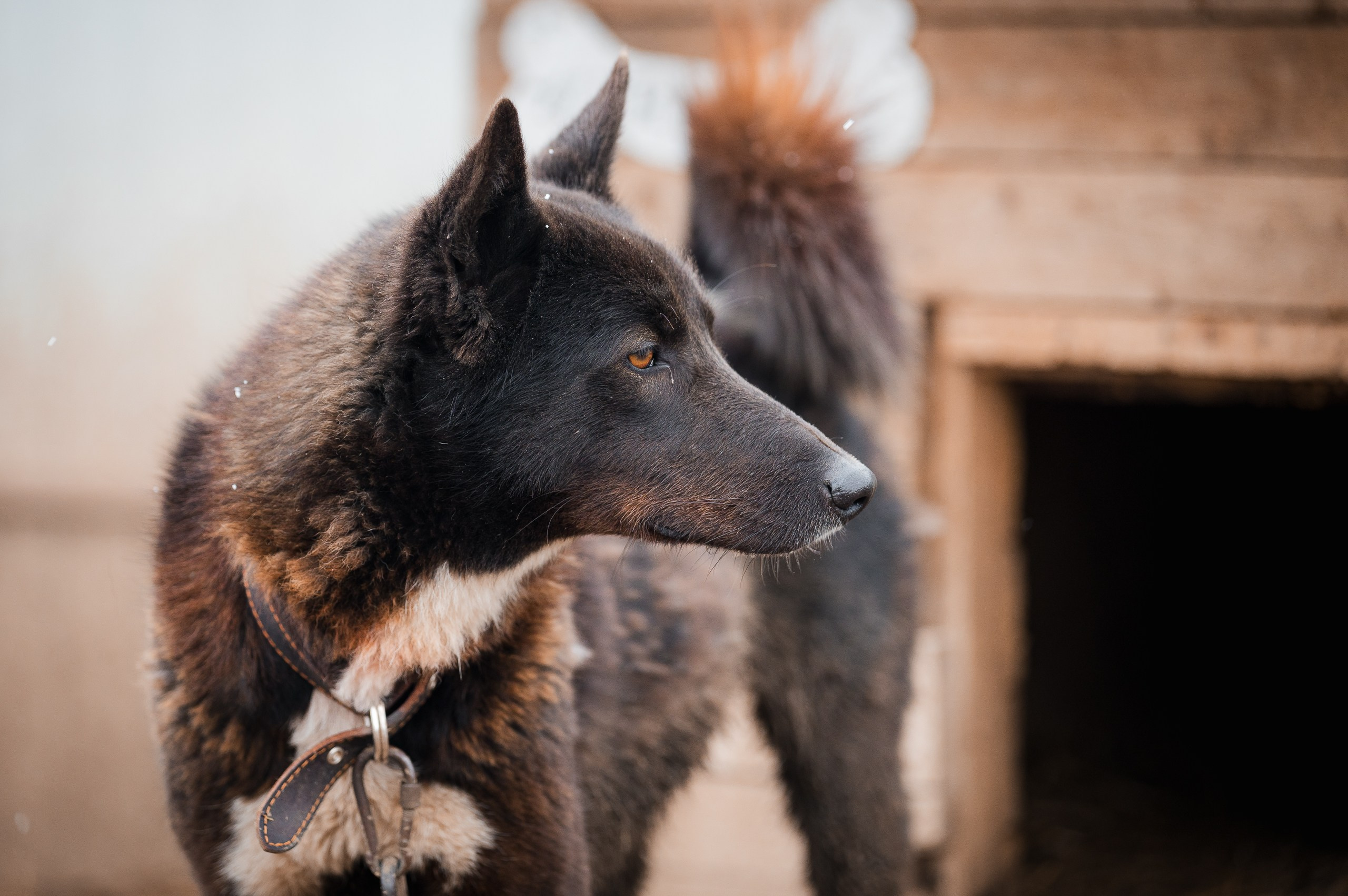 Ники. Улыбка собаки — спасение и пристройство бездомных собак