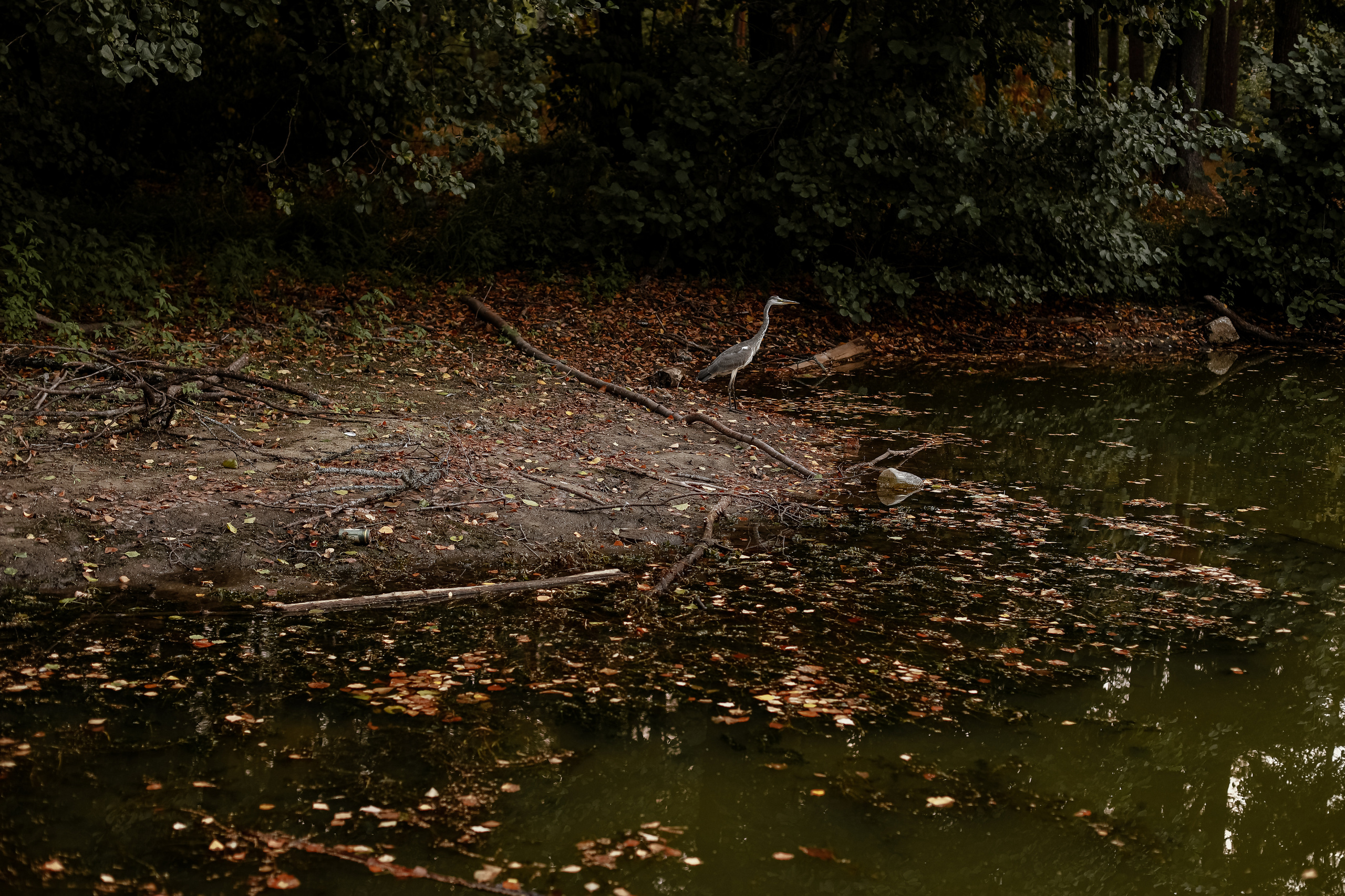 Family. Alisa & Glasha. Фотограф в Нижнем Новгороде, Москве и Сарове Гончаренко Евгения