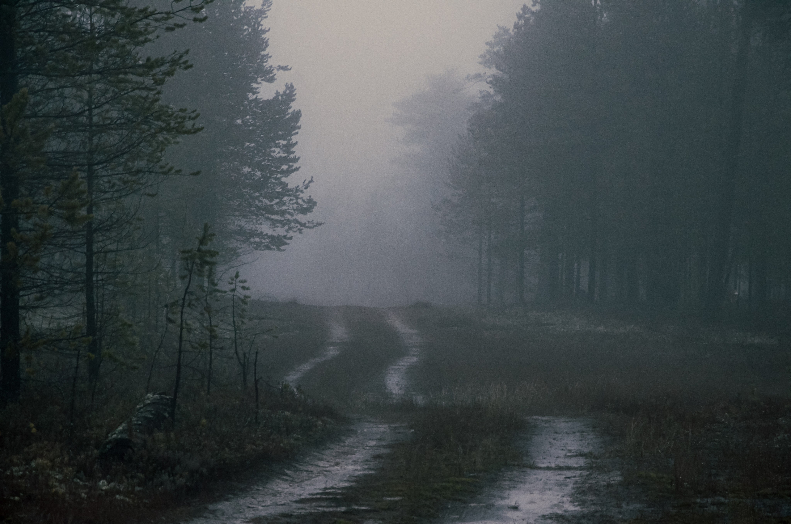 Тайга. Фотография — это миг, который фиксирует вечность