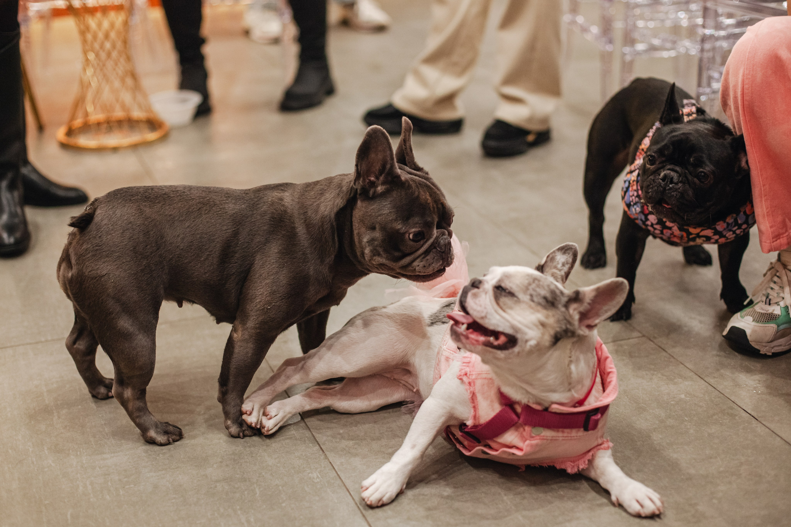 Бульёлка 2024. Фотограф-анималист Татьяна Степанова