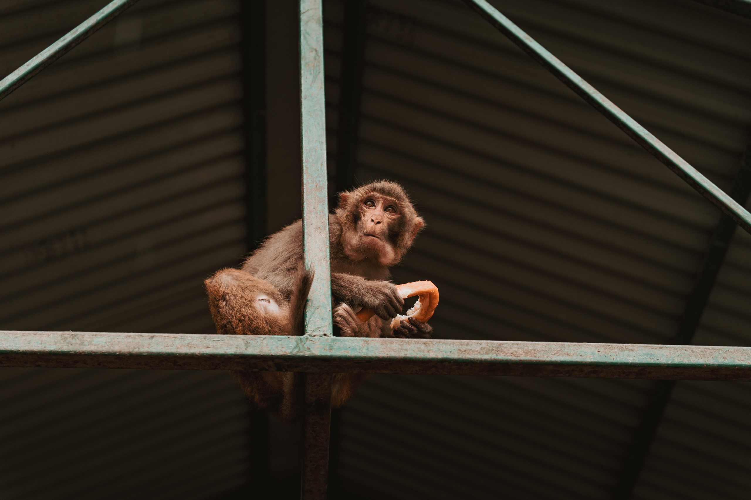 Nepal. Dmitry Ippolitov