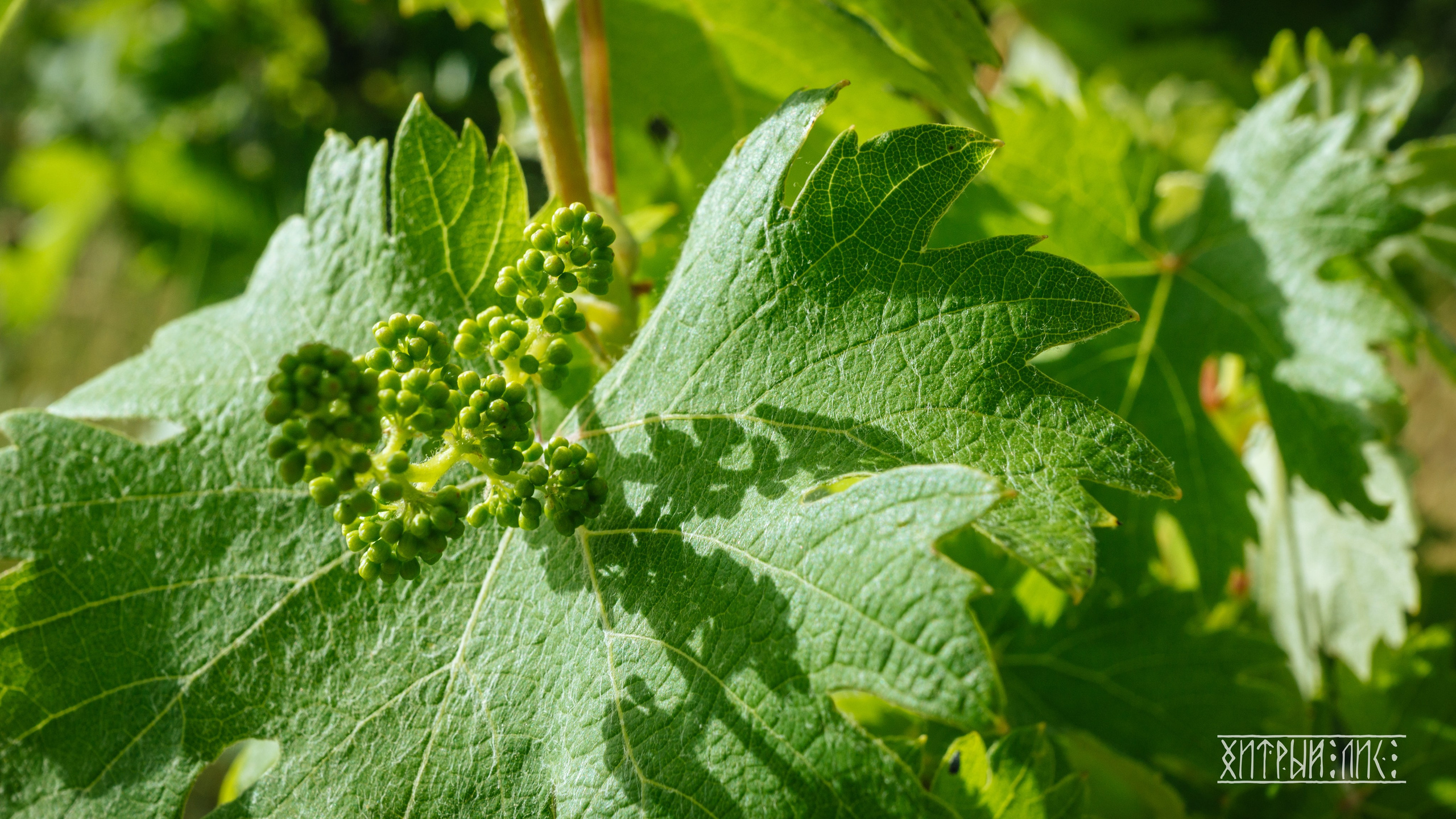 Кипр. Фотограф-путешественник Самойлов Максим «Sly Fox»