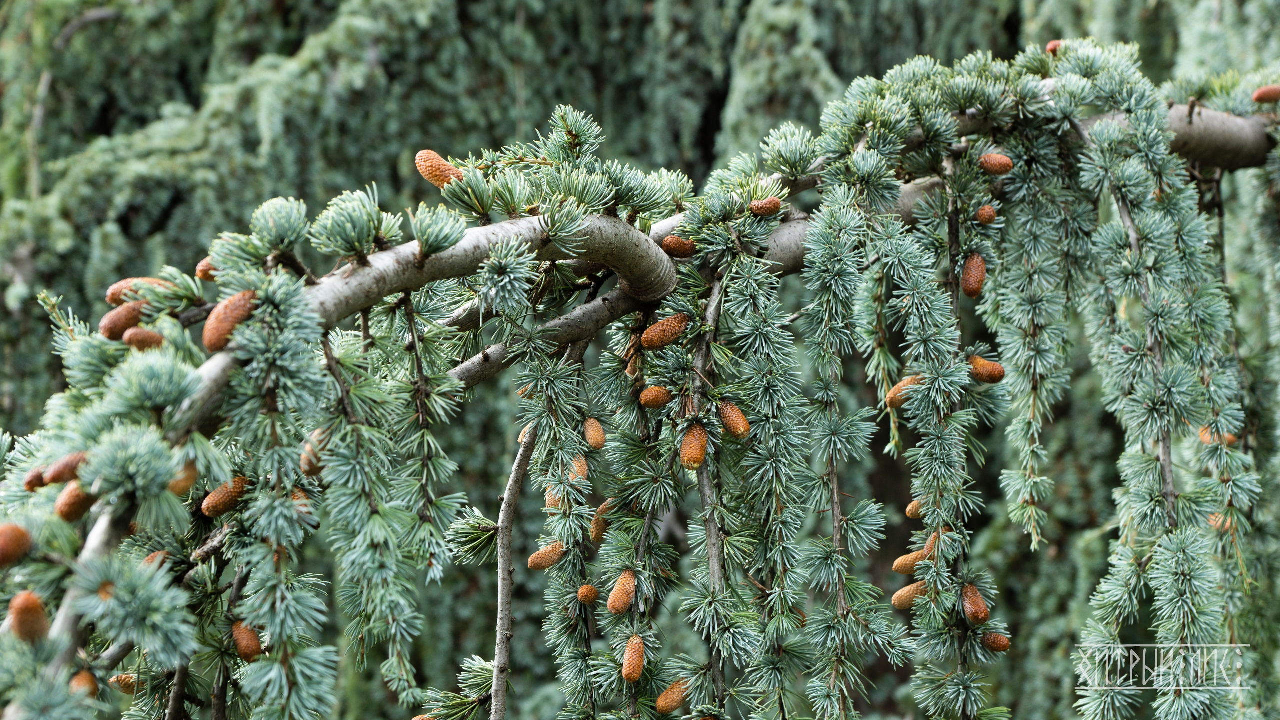 Крым. Фотограф-путешественник Самойлов Максим «Sly Fox»